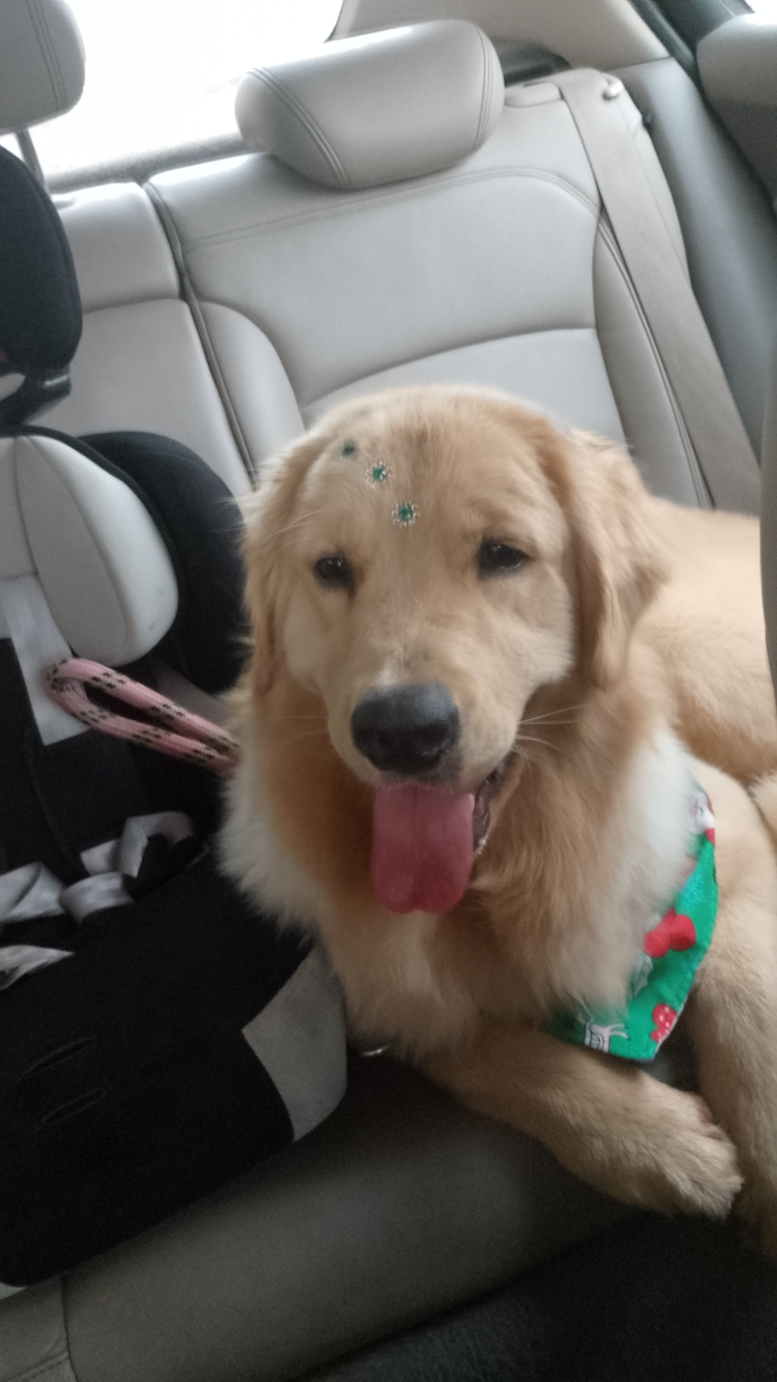 Portal Vendocão Venda de animais  Salto