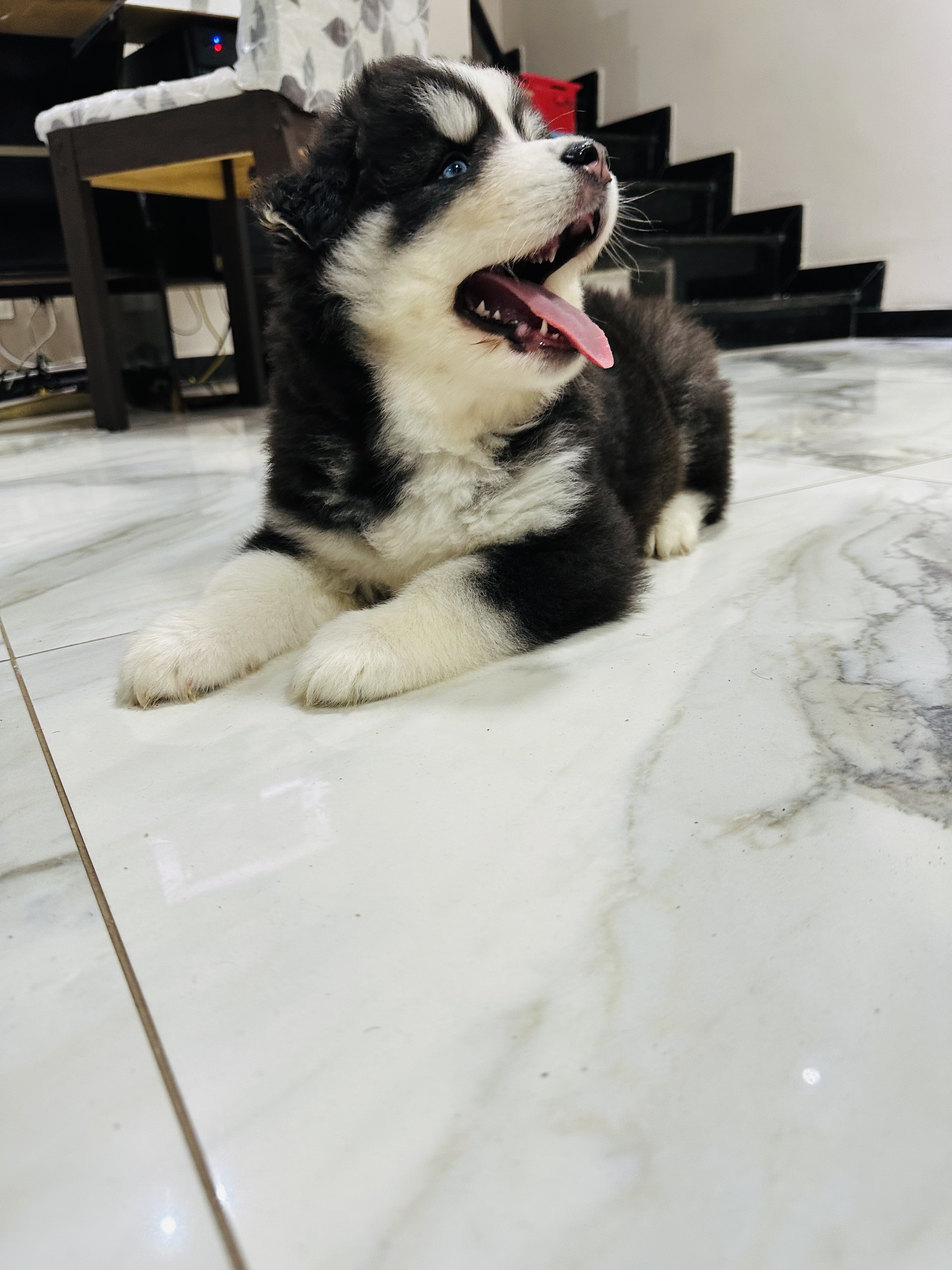 Filhote de Husky Siberiano 
