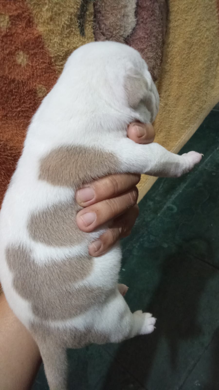 Portal Vendocão filhotes de american bully goiania
