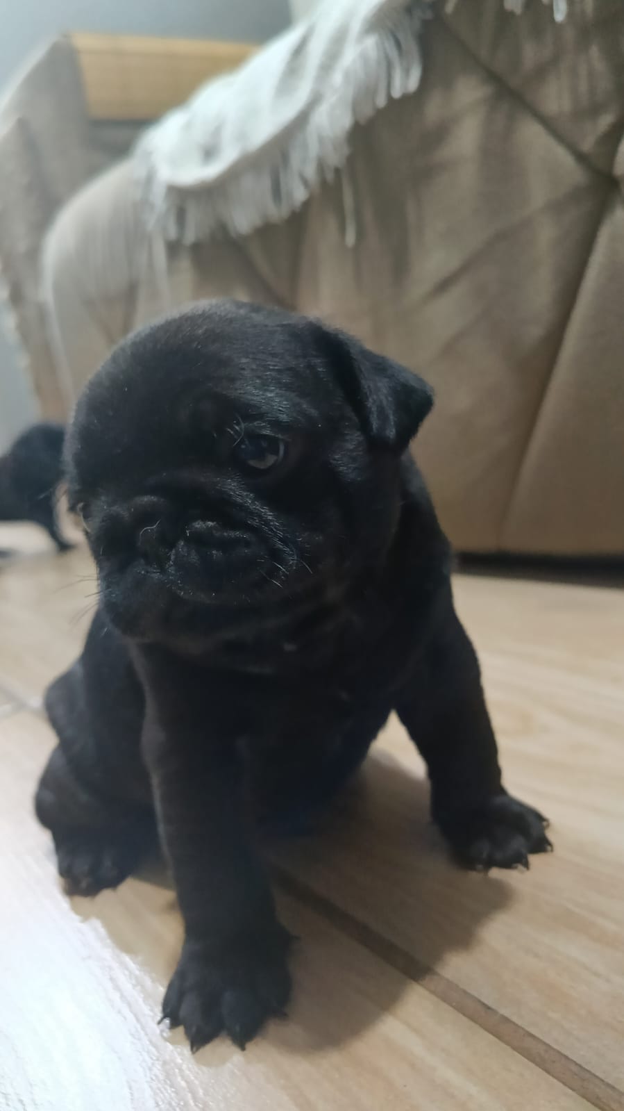 Portal Vendocão Pugs machos Canoas