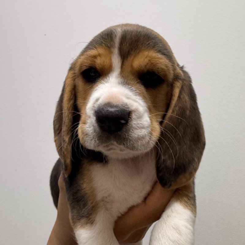 Lindos filhotes de beagle legitimos - Foto 3