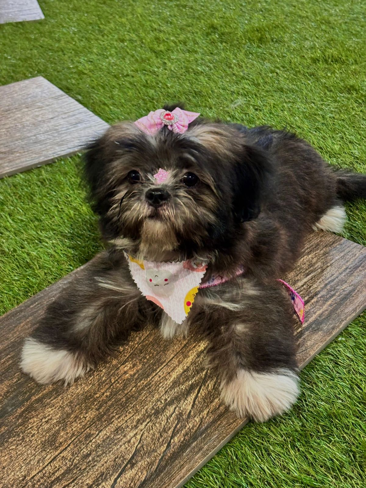 Portal Vendocão Vendo Filhote Shih Tzu Fêmea  São Luís 