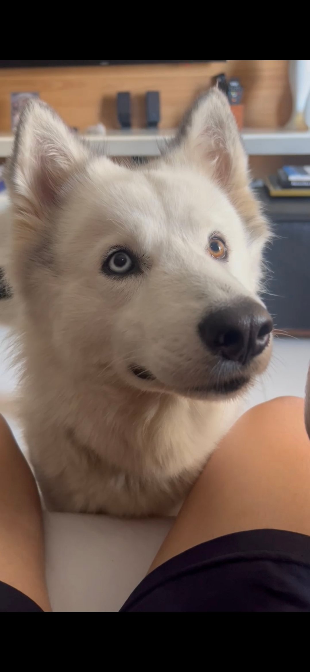 Husky siberiano - Foto 1