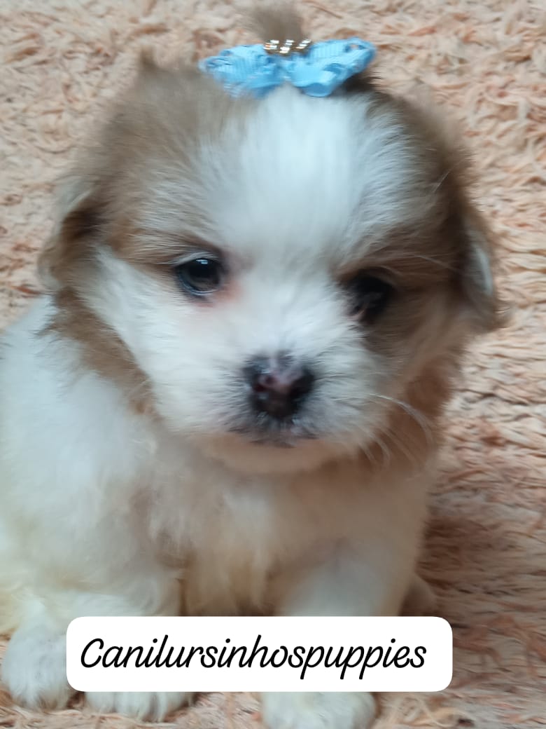 Portal Vendocão lhasa apso garanta hoje seu bebe #canilursinhospuppies  são paulo