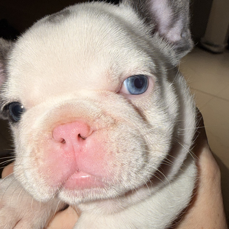 Lindo filhote c pedigree - Foto 2