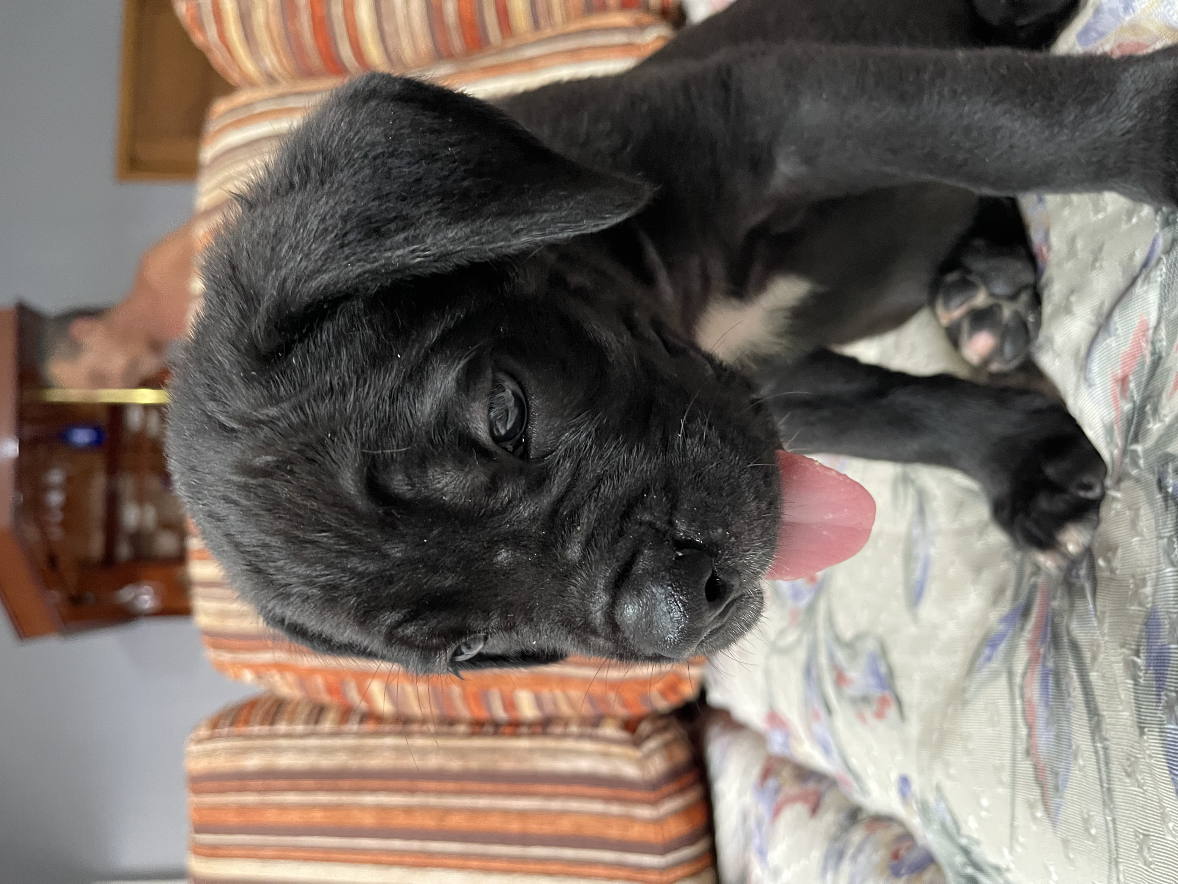 Portal Vendocão Filhotes de cane corso ! Rio de Janeiro 
