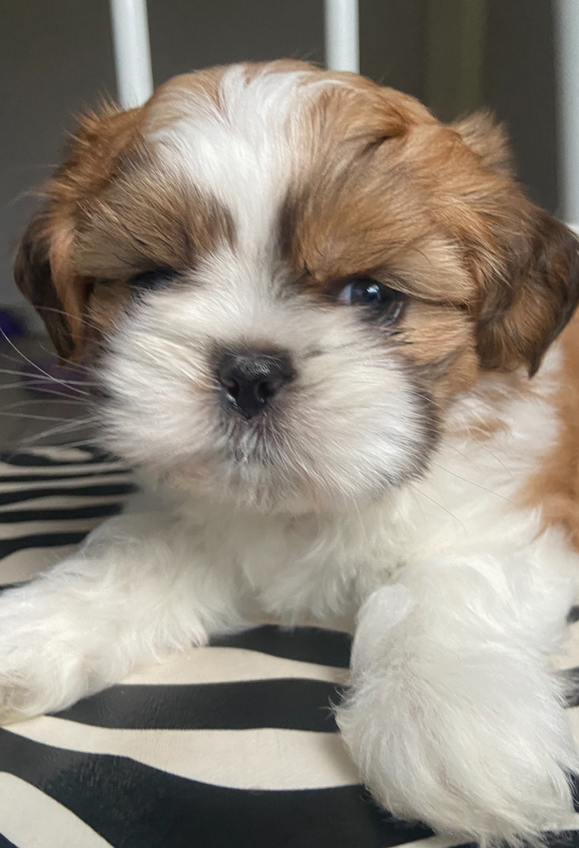 Portal Vendocão Filhotes de Shih tzu São Gonçalo