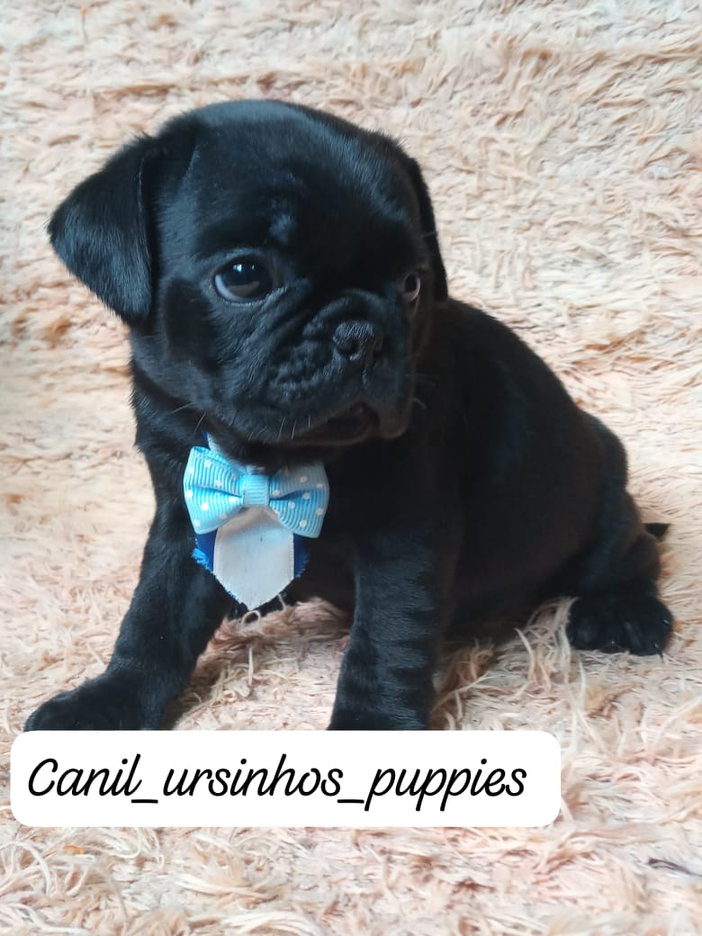 Portal Vendocão pug garanta hoje seu bebe #canilursinhospuppies  jundiai 