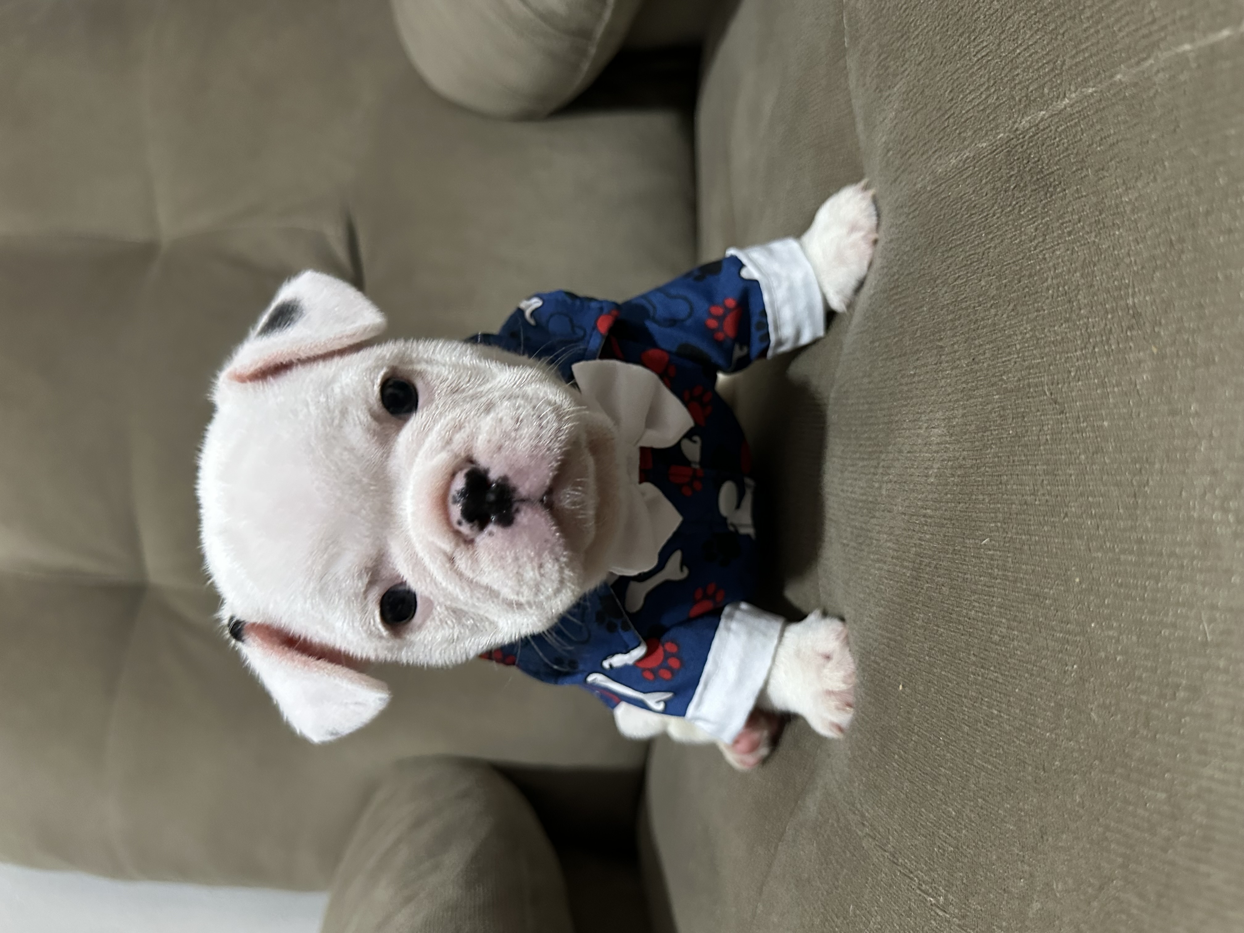Vendo buldogue francês  - Foto 2