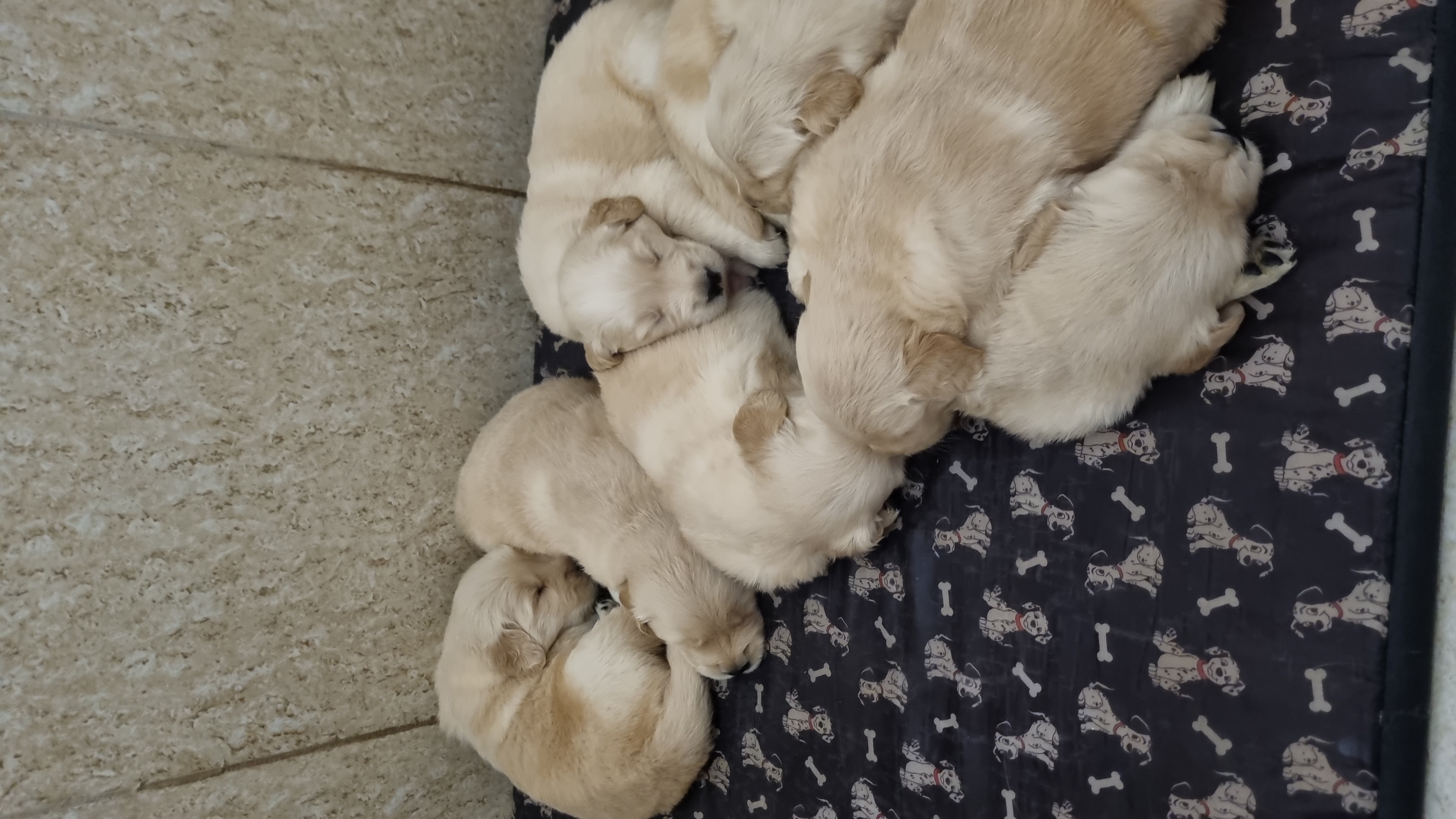 Filhotes de golden - Foto 1