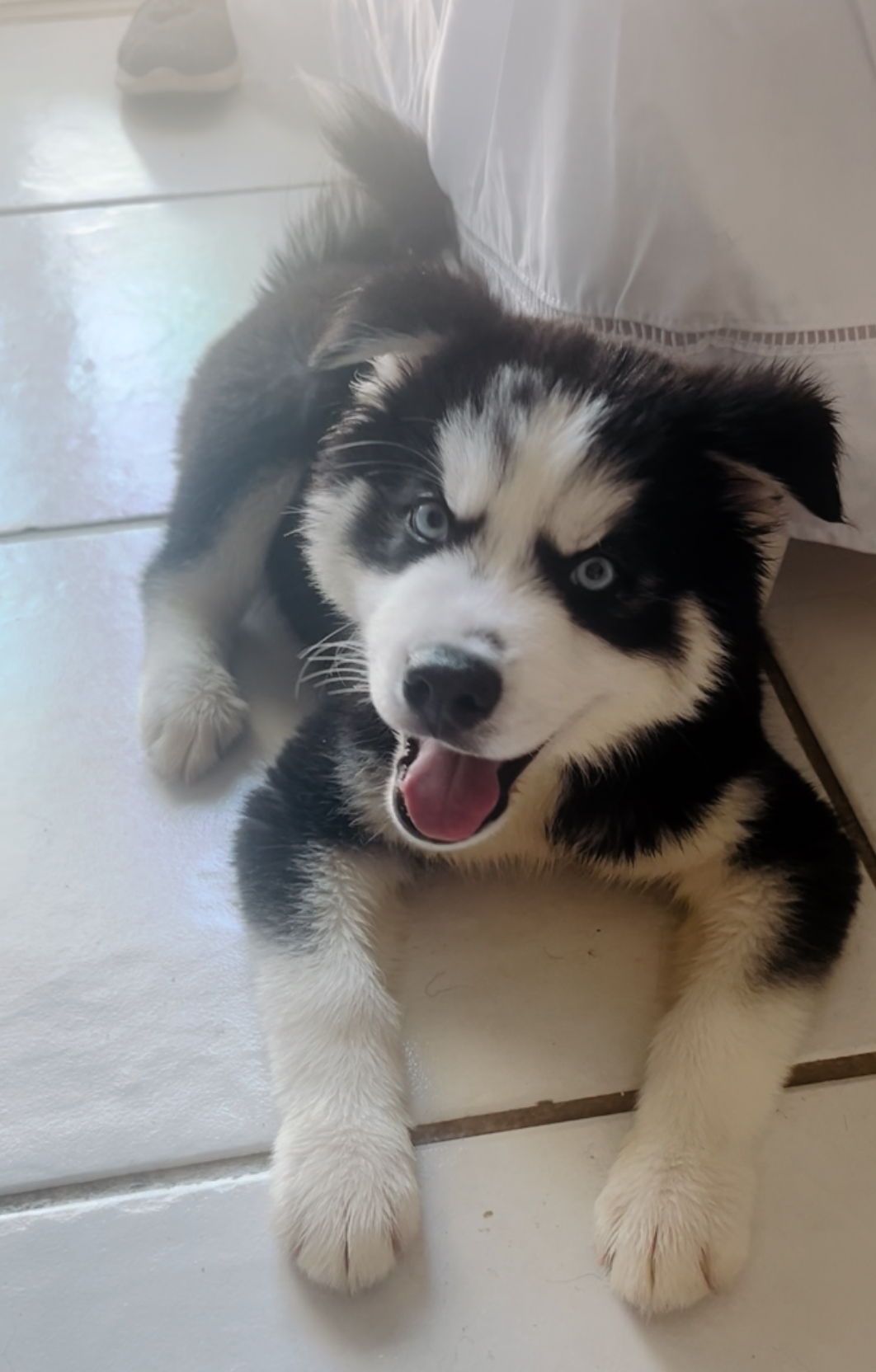 filhotes de Husky Siberiano Niterói 