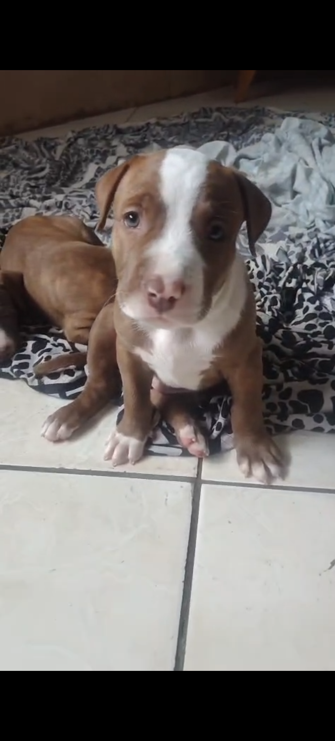 Lindo filhote de Pitbull  - Foto 1