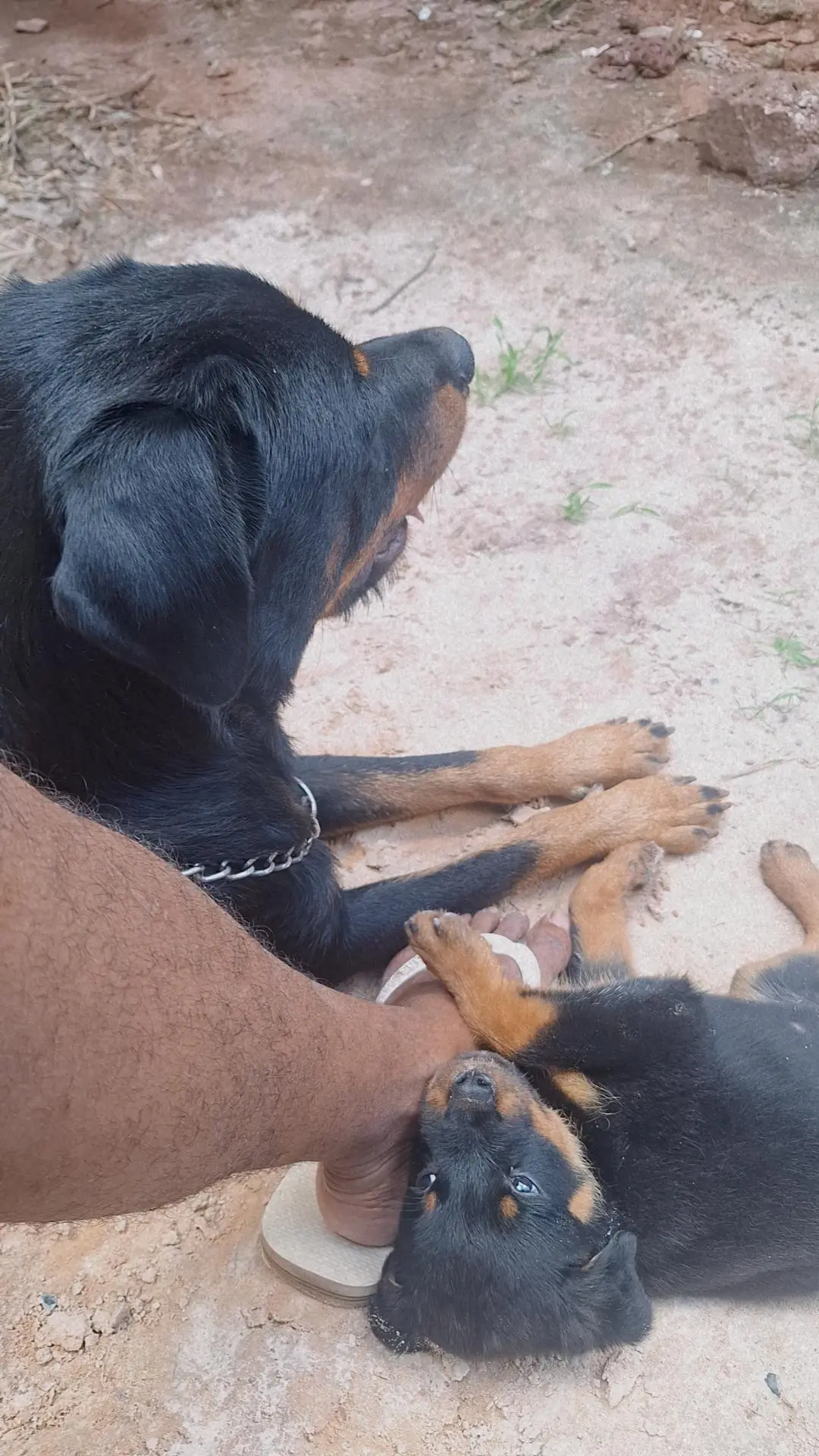 Portal Vendocão Rottweiler  Brasília de minas 