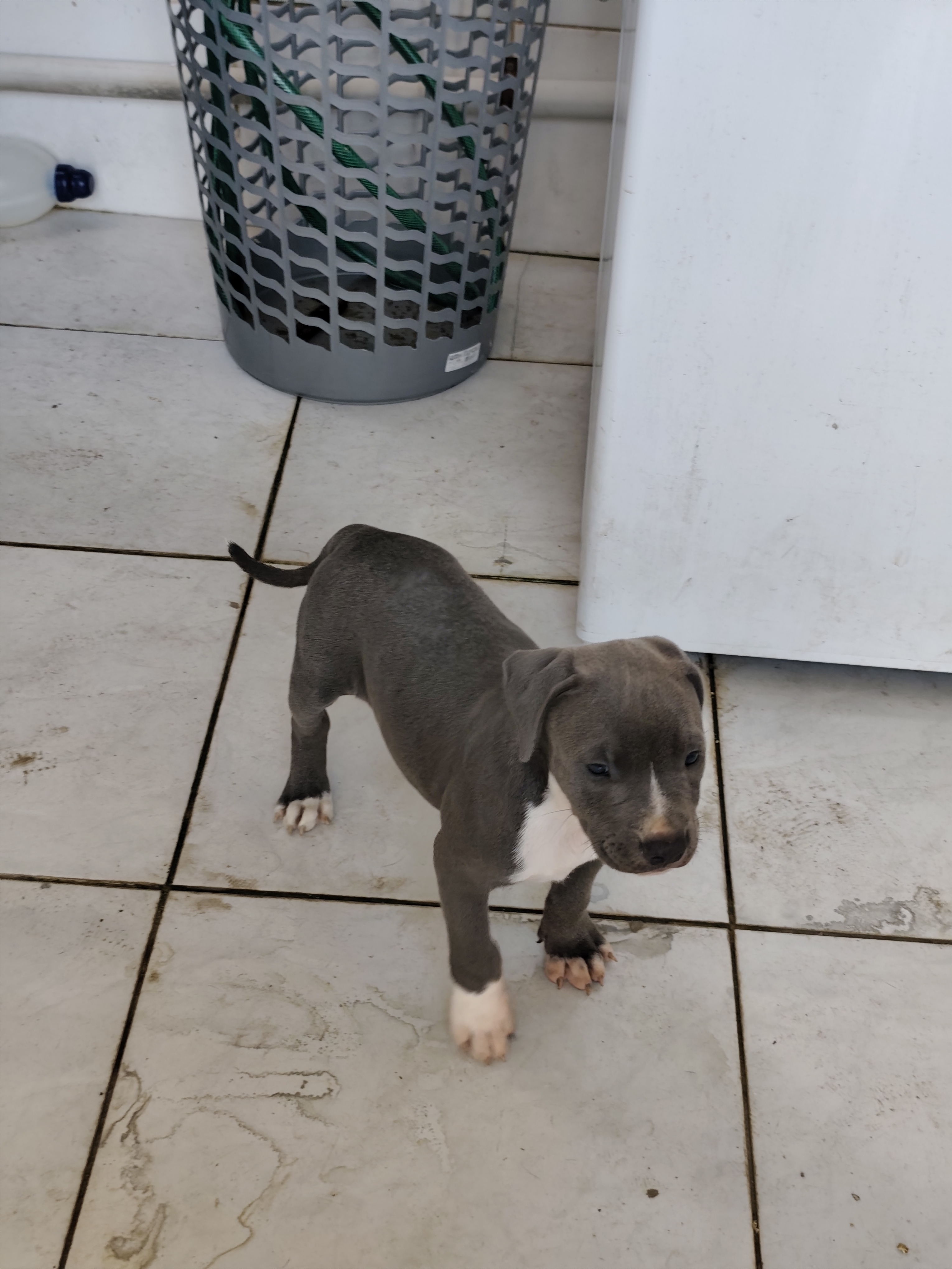 Filhote de American Bully 2 meses - Foto 1