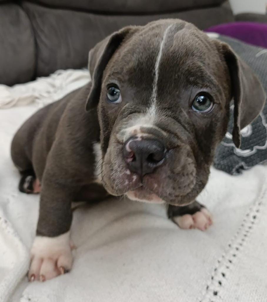 Filhotes American bully micro  - Foto 1