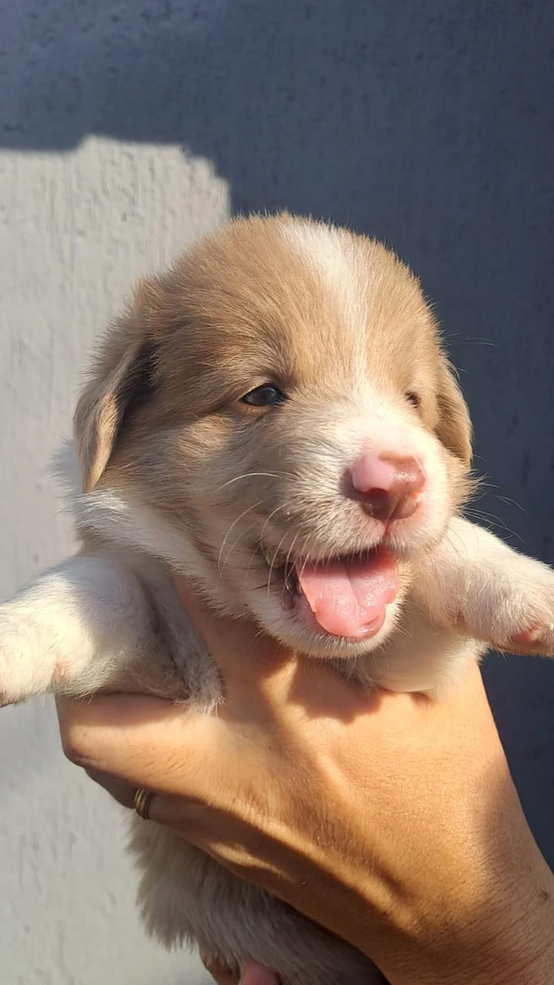 Portal Vendocão Vendo filhote border collie Guaratinguetá