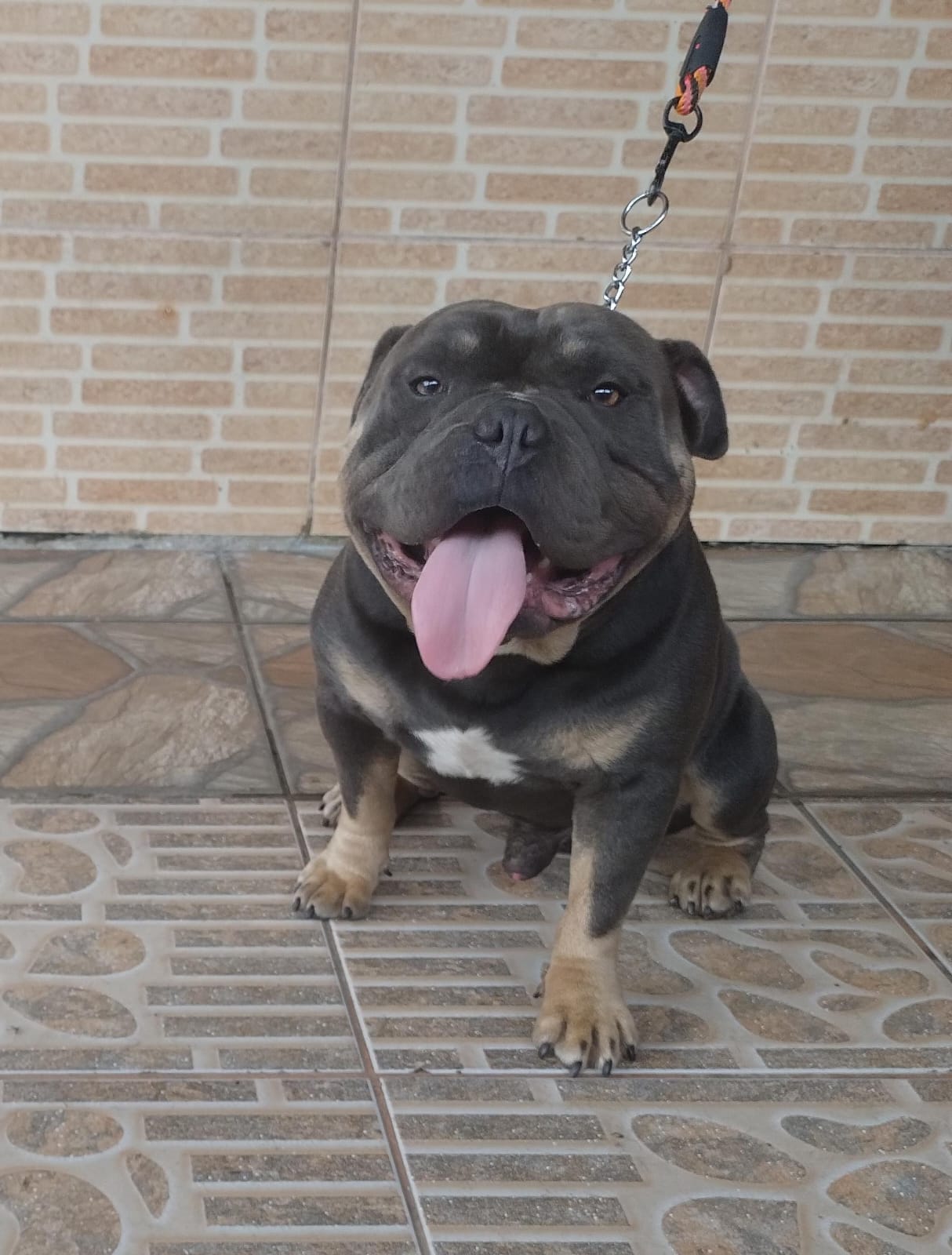 filhotes de American Bully Canoas