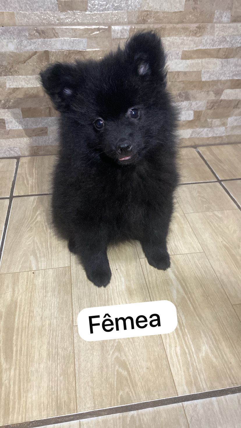 Vendo Filhotes de Spitz Alemão - Foto 4