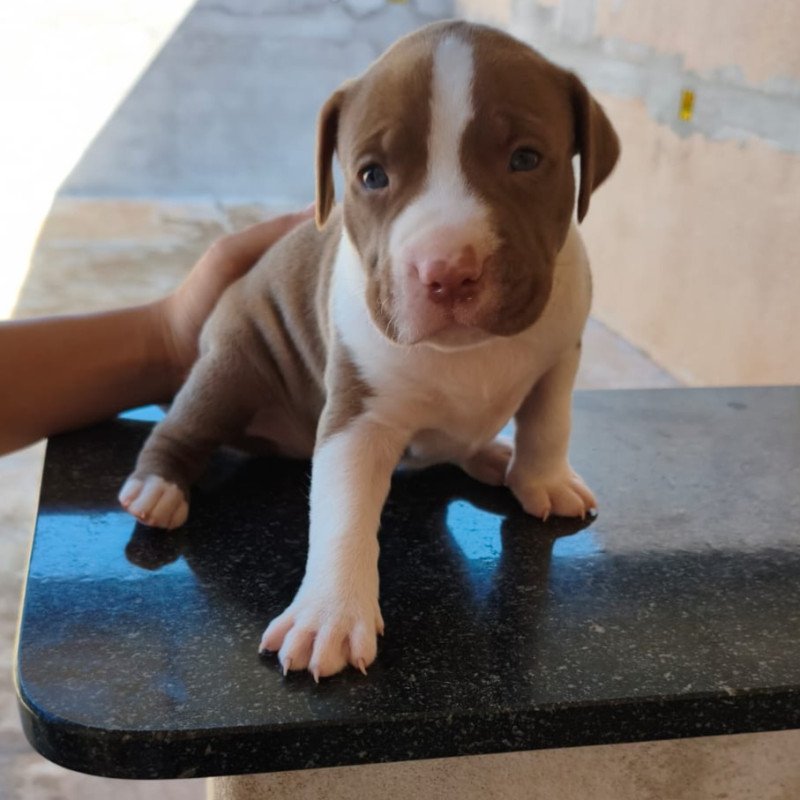 Filhotes de Pitbull - Foto 4