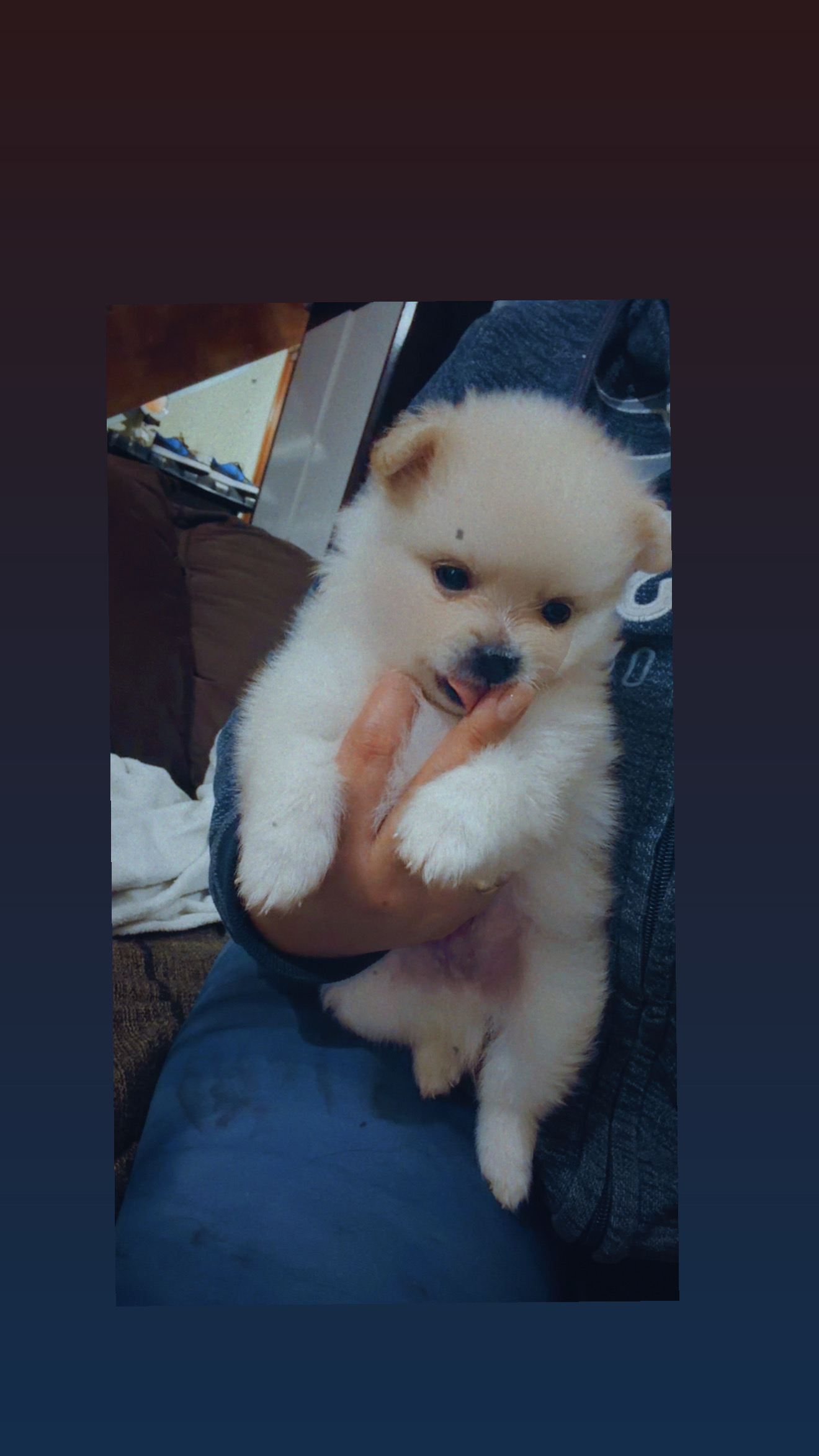 Spitz alemão para a venda aceita cartaoe parcelo ate 10x  - Foto 1