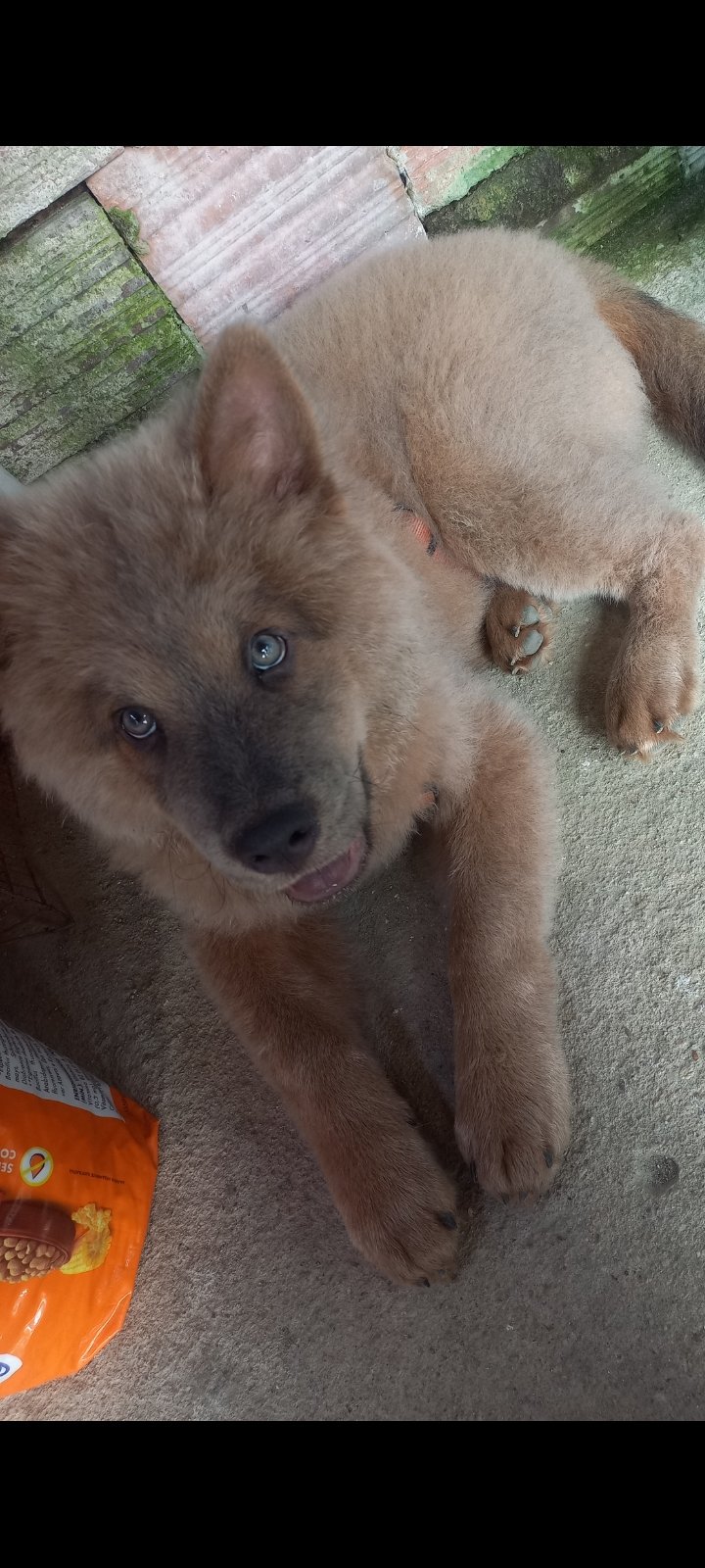 cães 