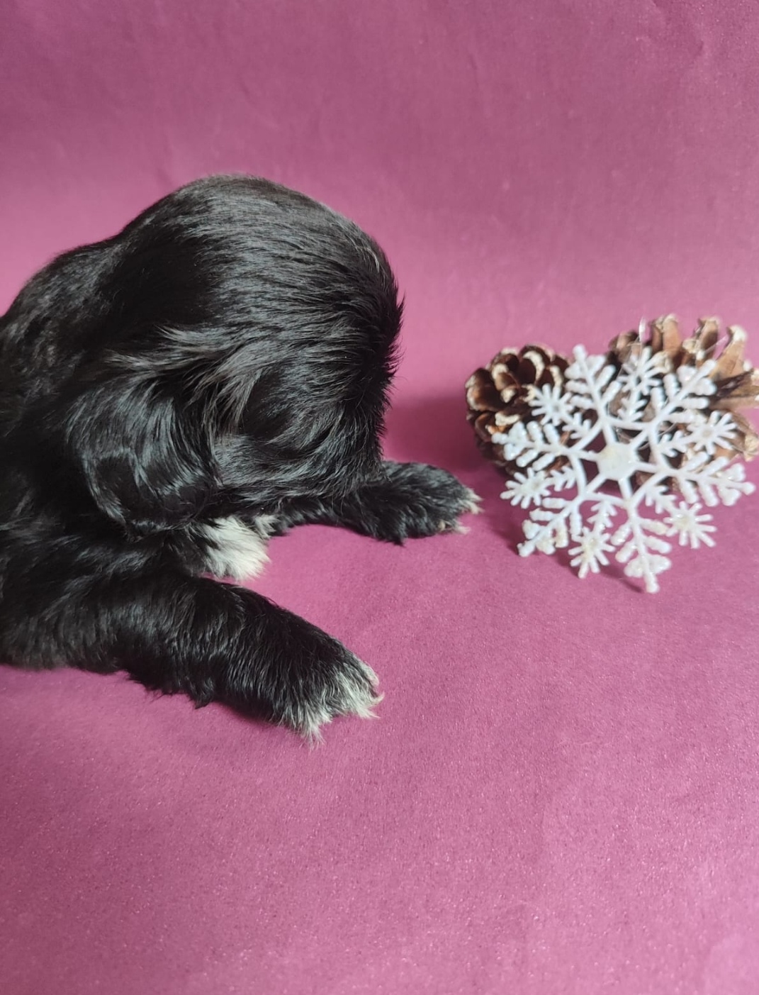 Portal Vendocão Shih tzu  João Pessoa