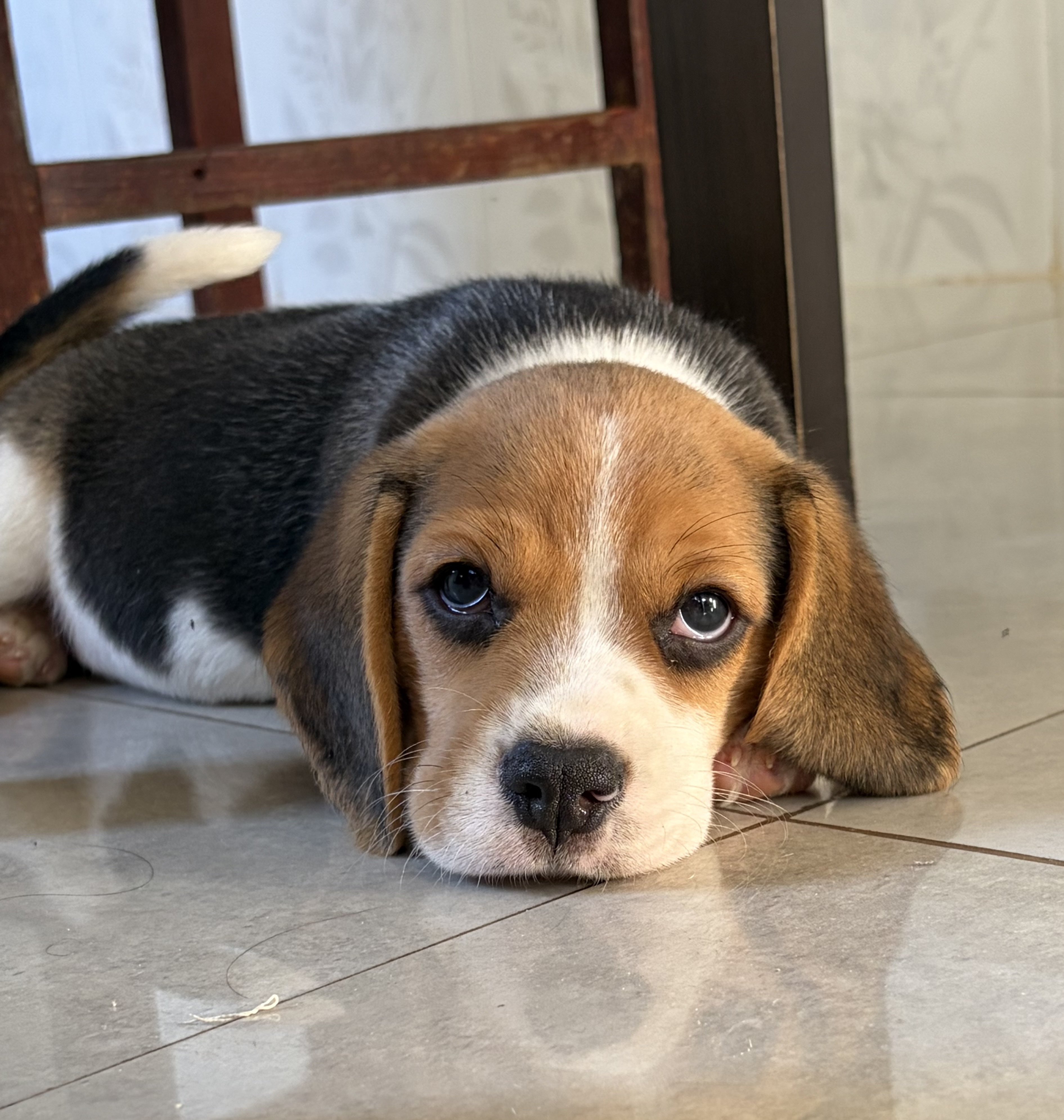 Filhote de Beagle 