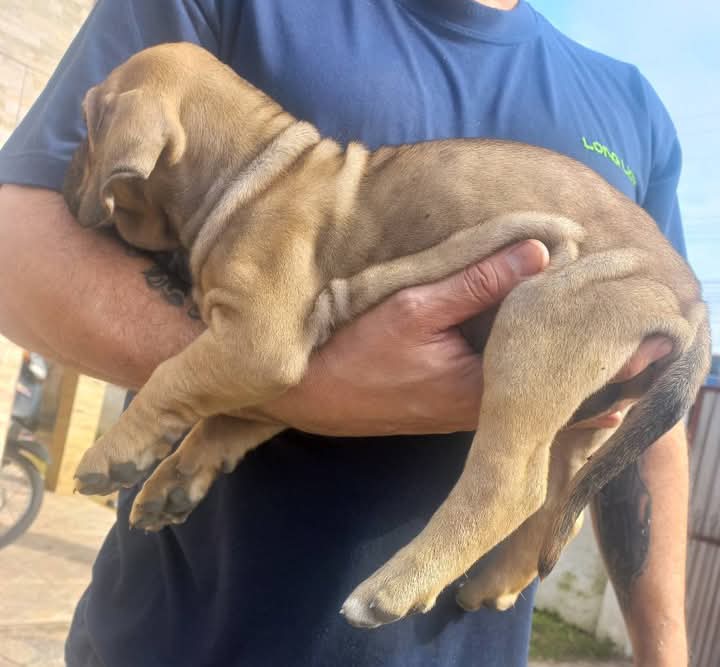 Fila brasileiro - Foto 1