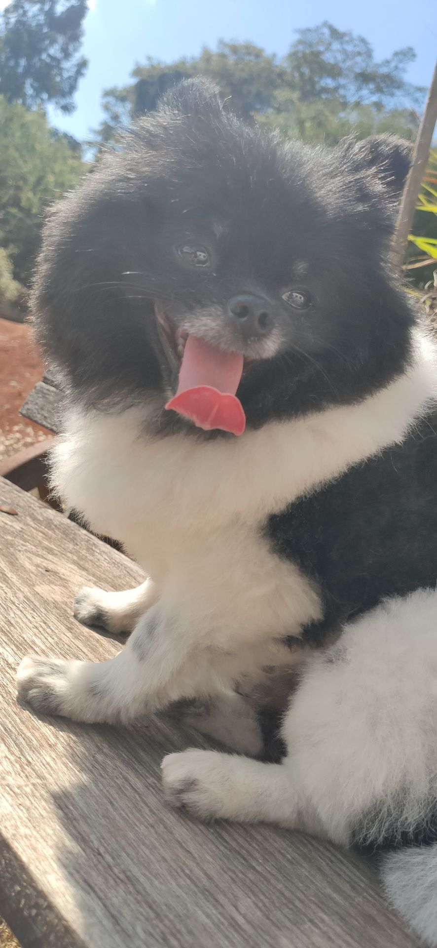 Portal Vendocão Spitz Alemão Anão Adulto  Sete Lagoas