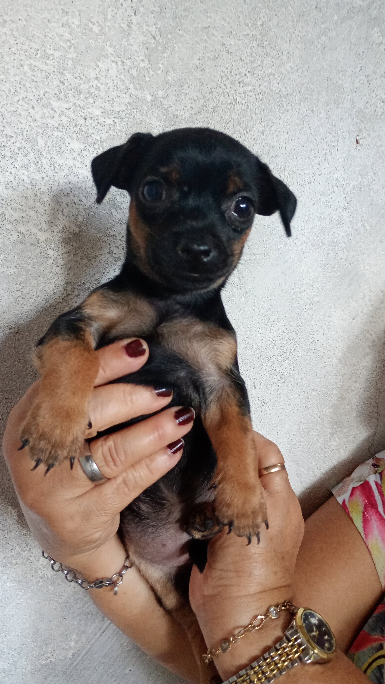 Filhotes de pinscher  - Foto 4