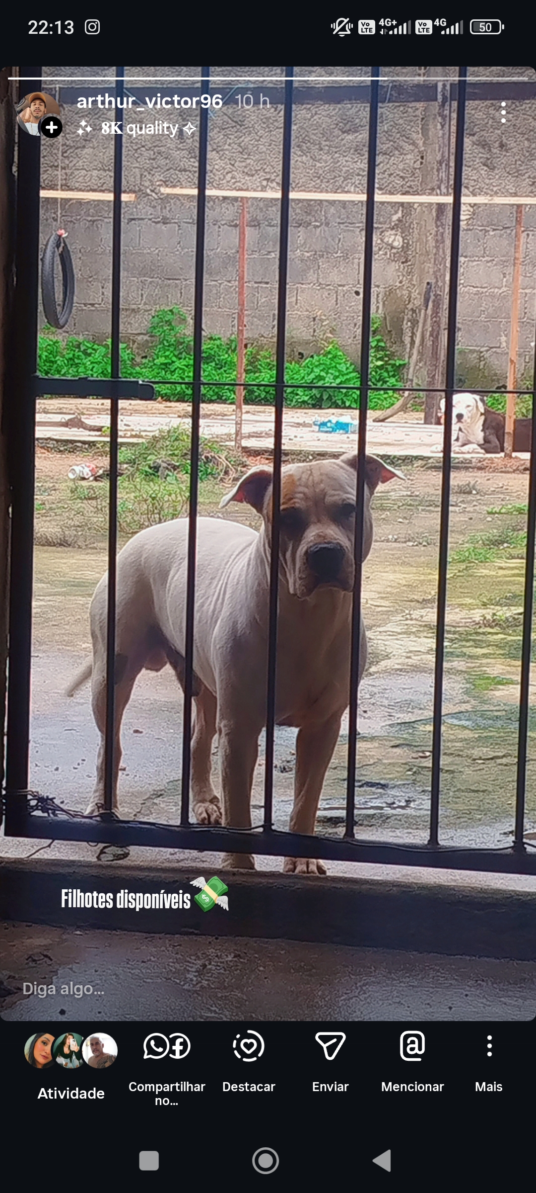 Pit Bull de genética boa  - Foto 3