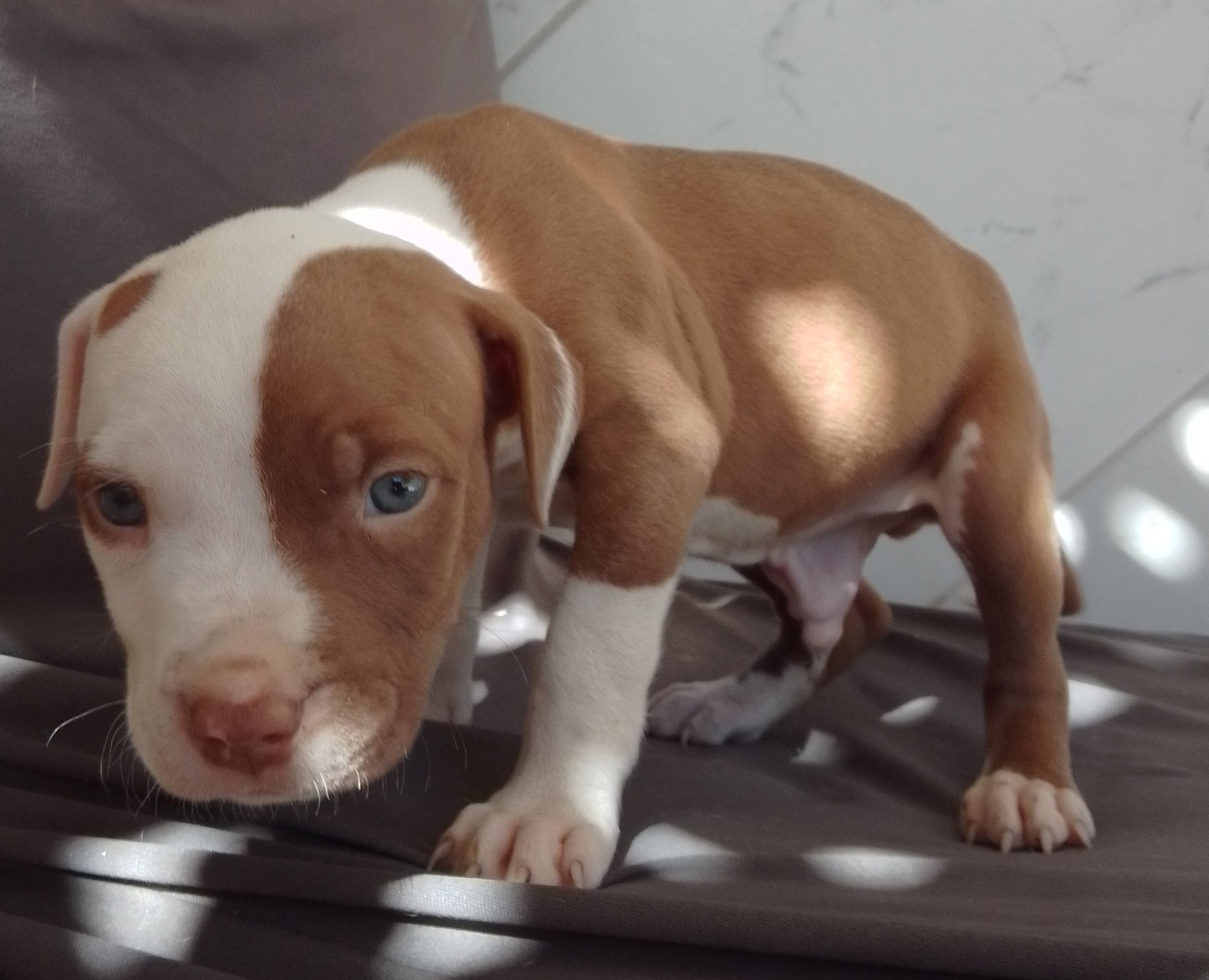 Portal Vendocão Filhote de pitbull Paulista