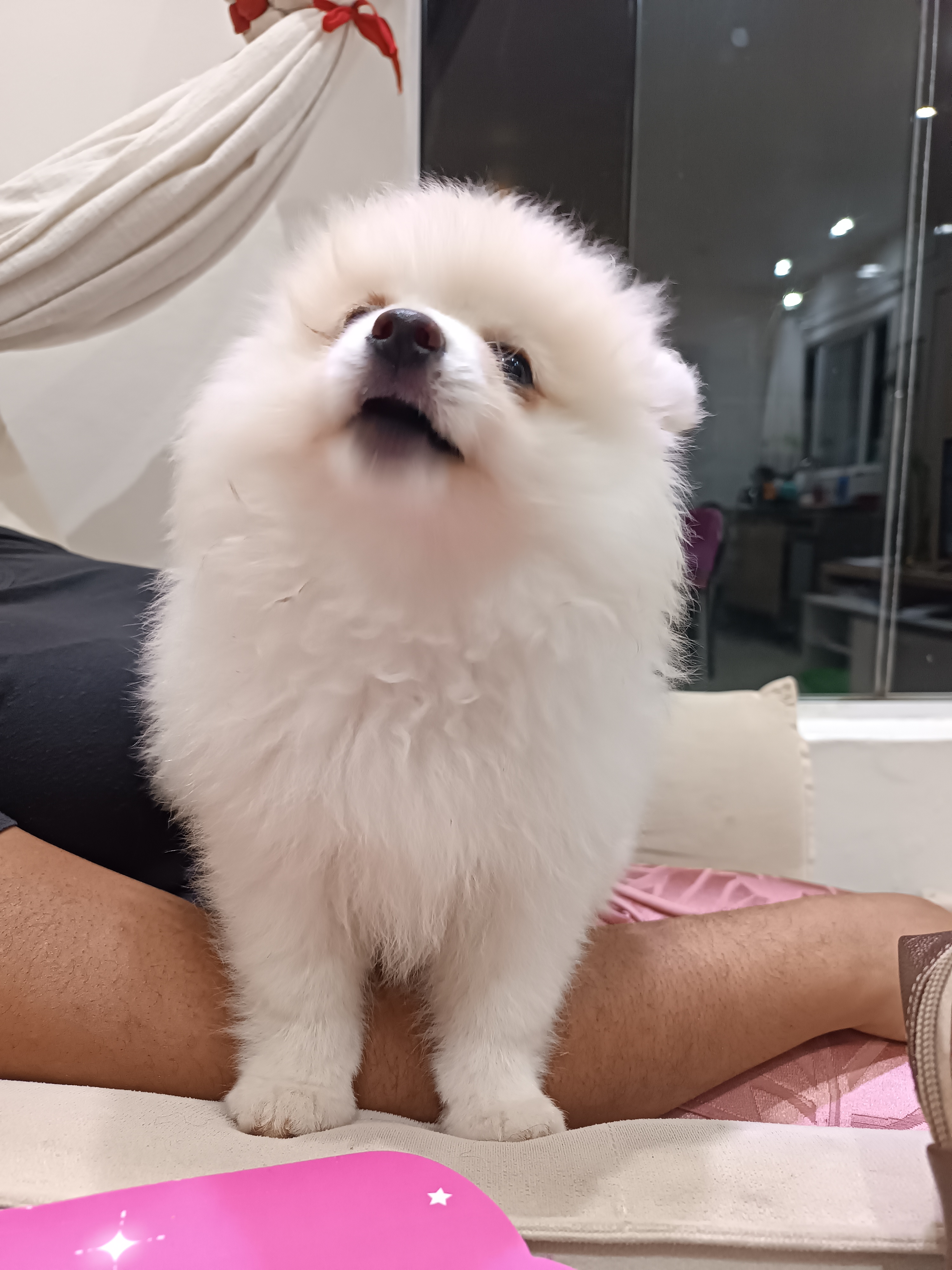 Filhote  macho de Lulu da Pomerânia Raça Pura 90 dias. 2 vacinas  - Foto 2