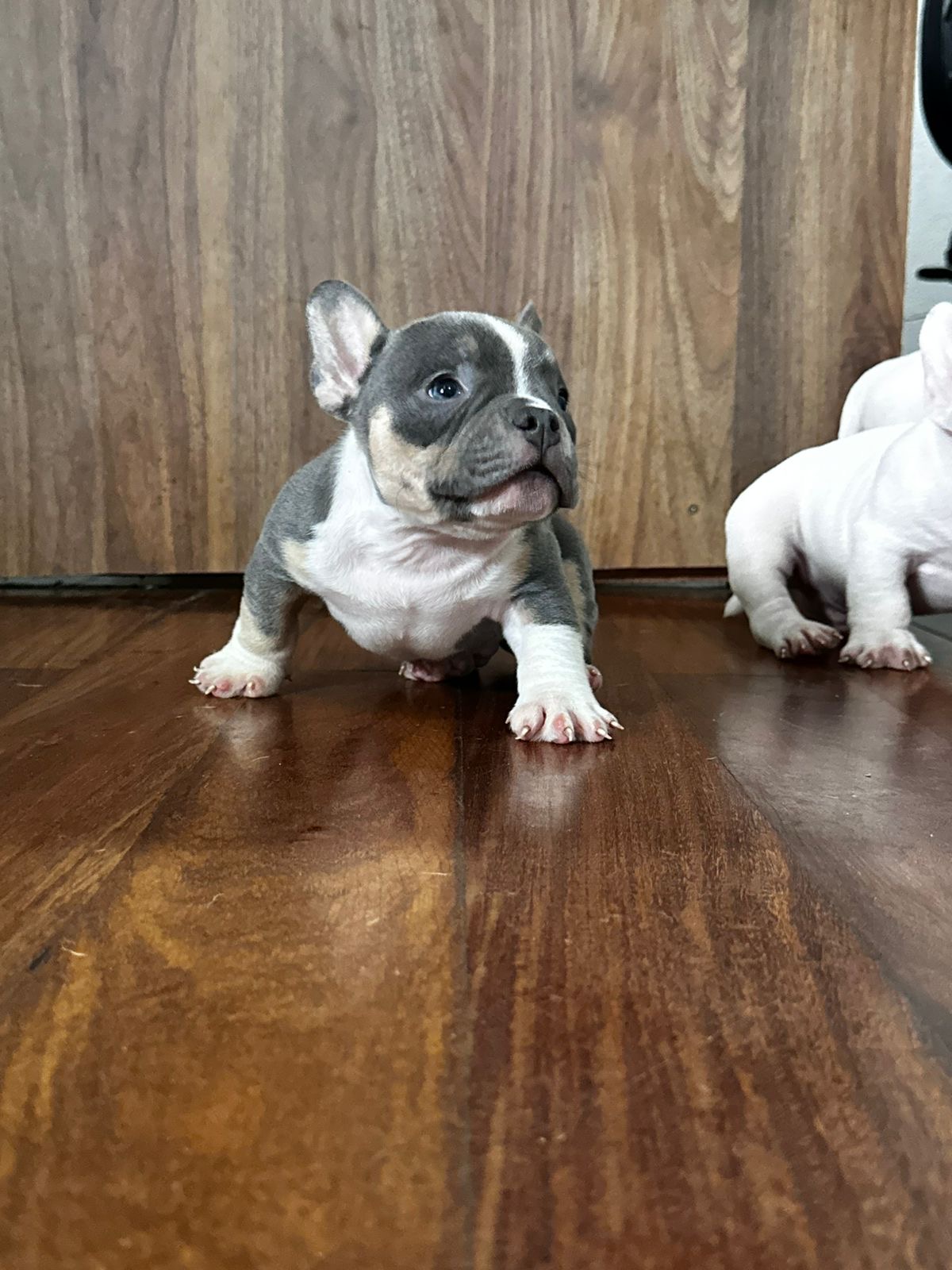 Portal Vendocão Filho de American bully Ceilândia 