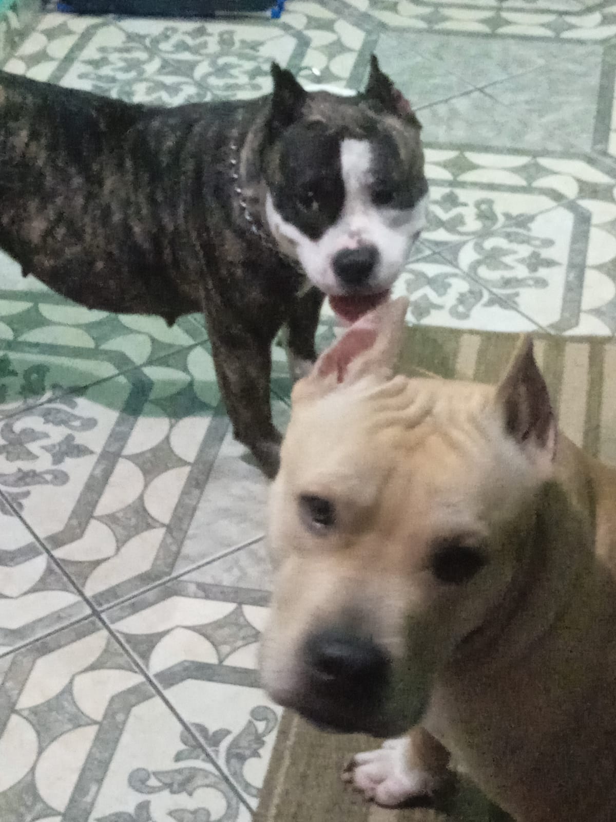 Portal Vendocão Vende se american bully  Vitoria
