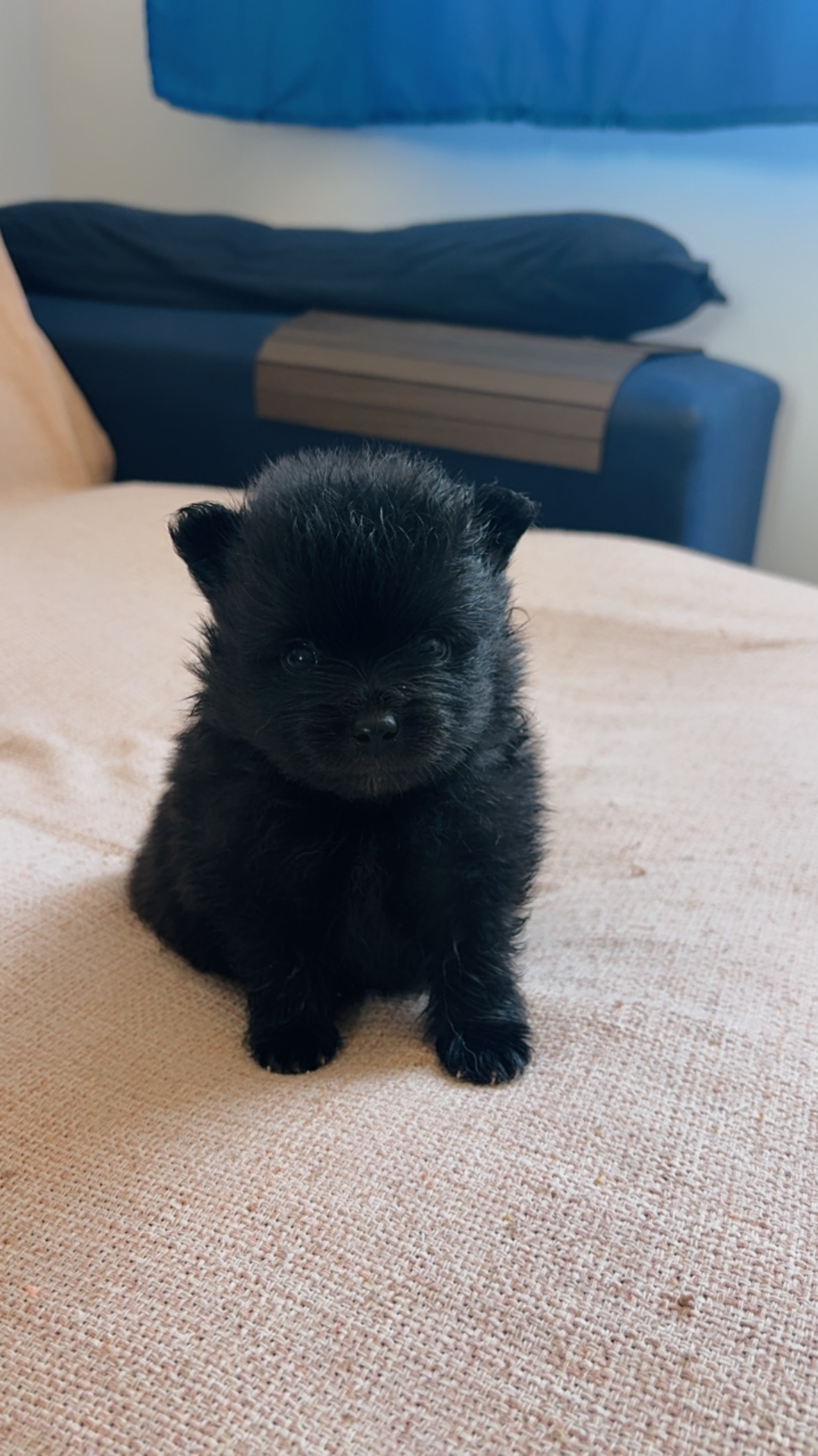 Spitz alemão macho black  - Foto 2