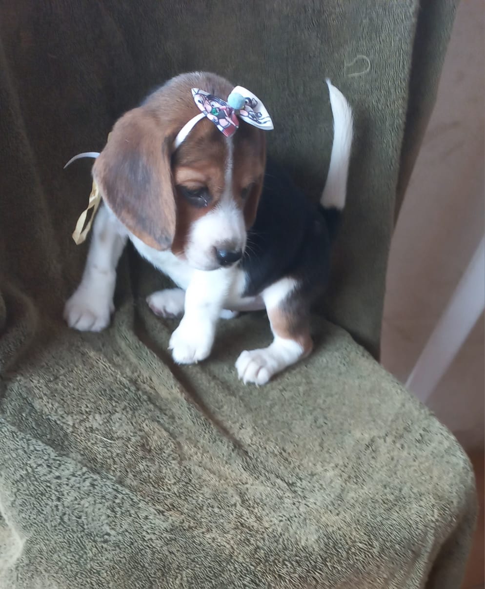 Portal Vendocão Filhotes beagles tricolores  machos e femeas Cotia