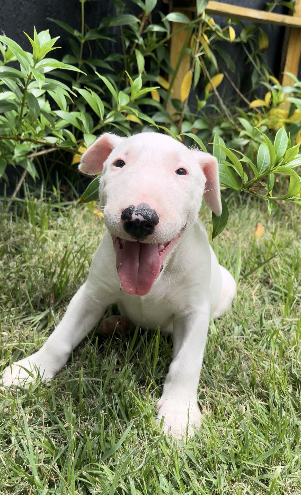 Portal Vendocão RARIDADE EM ARACAJU! Filhotes bull terrier Aracaju