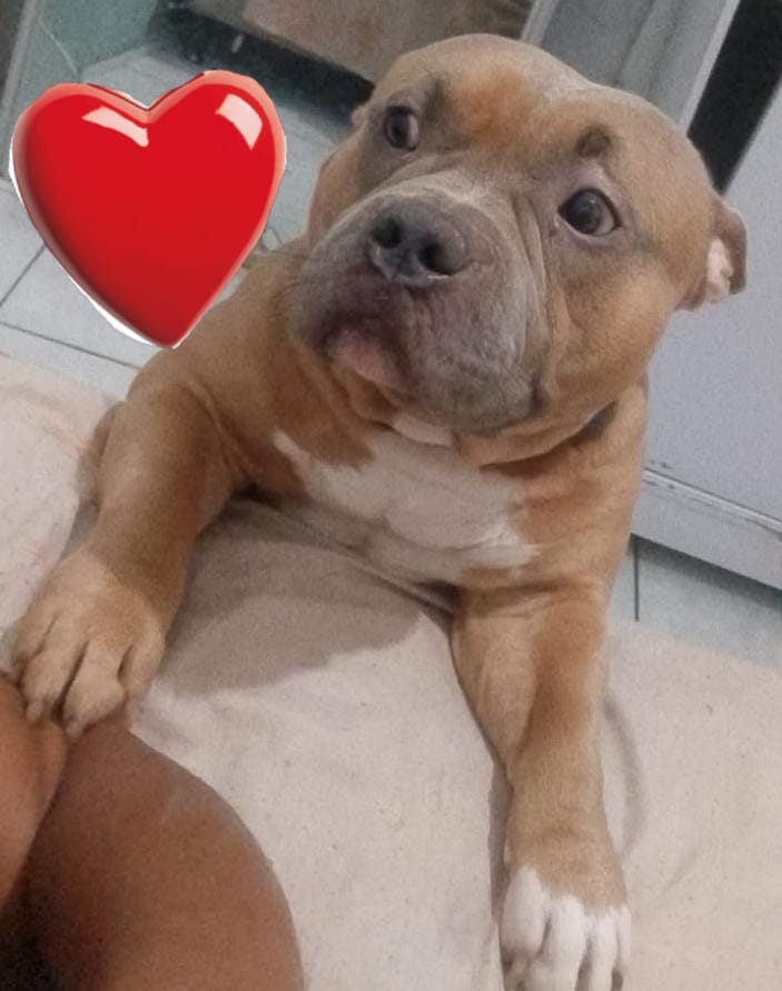 Vendo Cachorro  - Foto 1