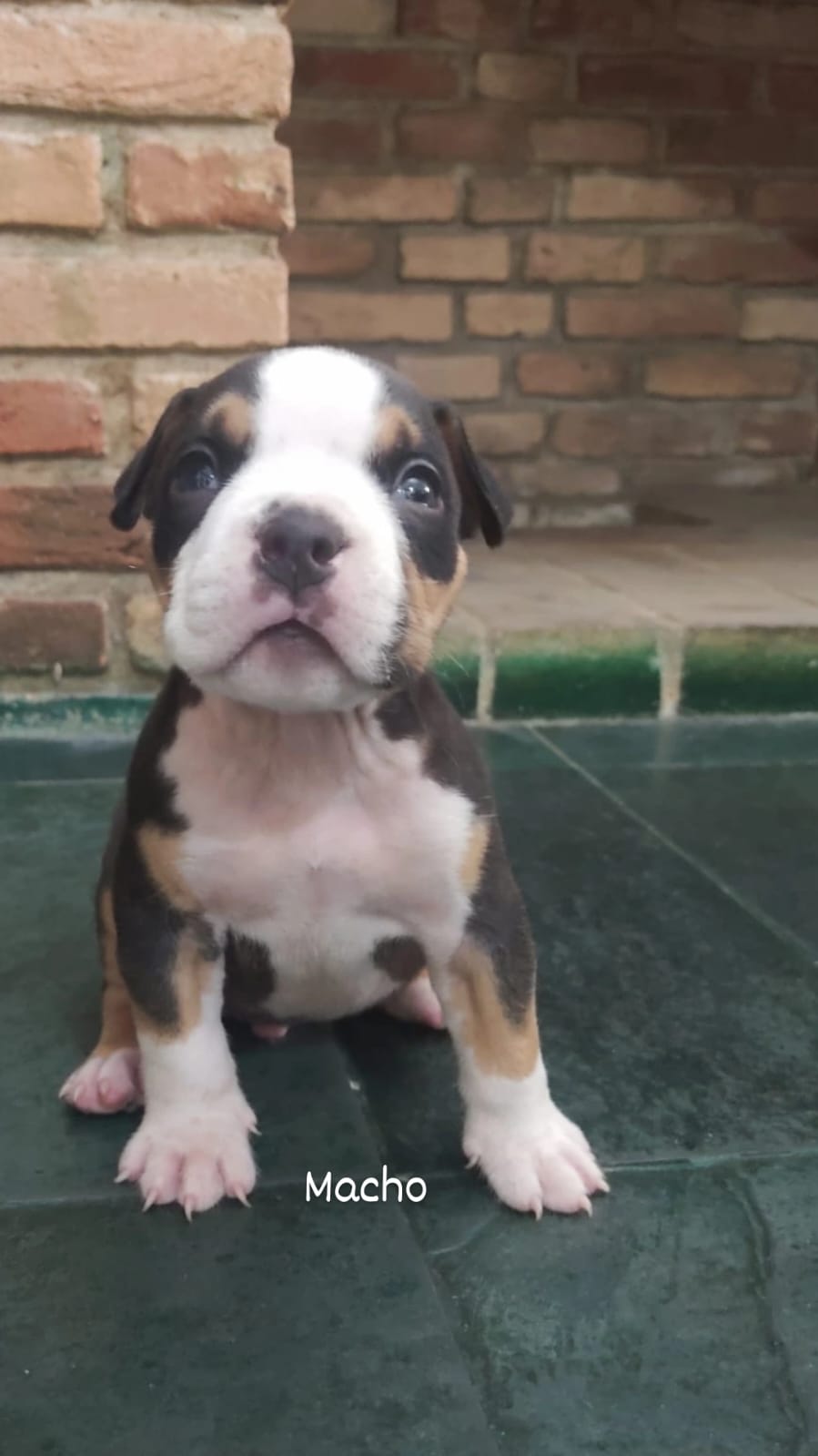 Portal Vendocão 🐾 Filhotes de American Bully com Pedigree IBC Disponíveis! 🐾 Contagem