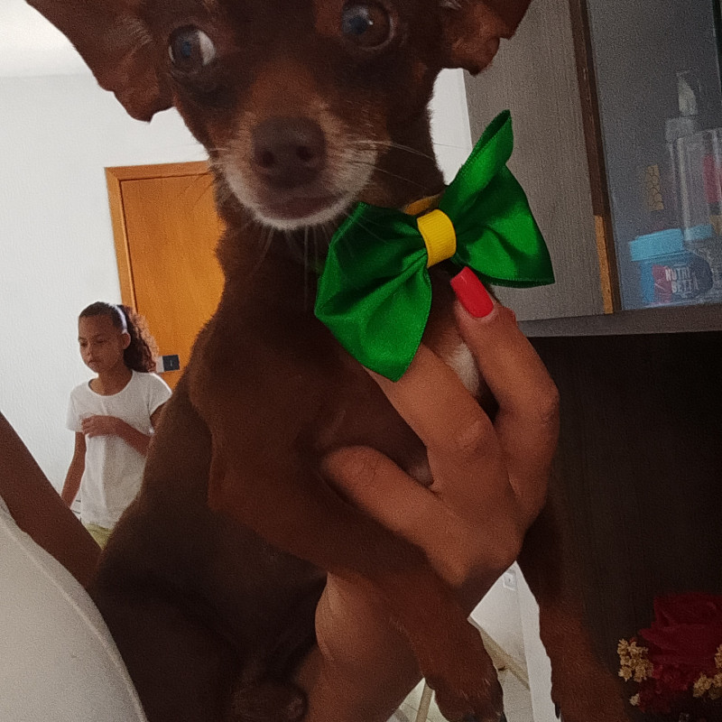 Vendo pinsher - Foto 1