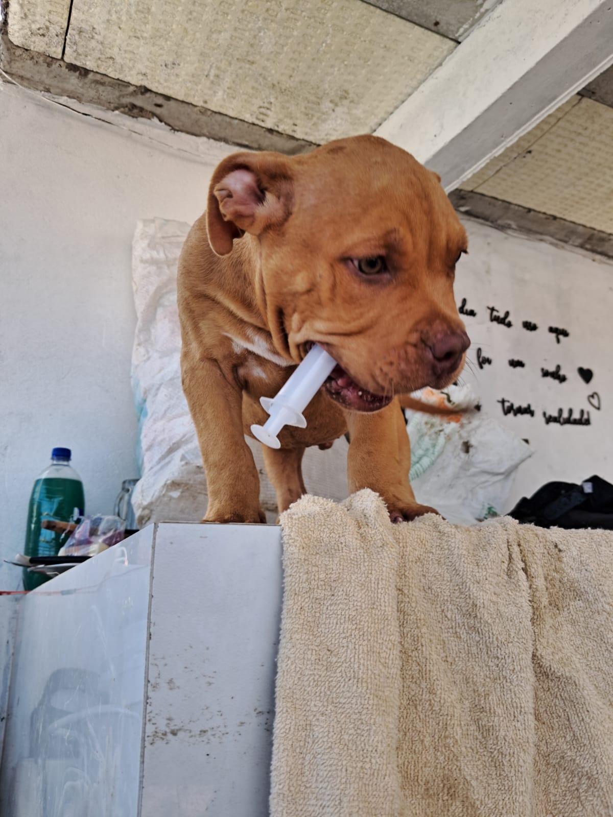 American bully - Foto 2