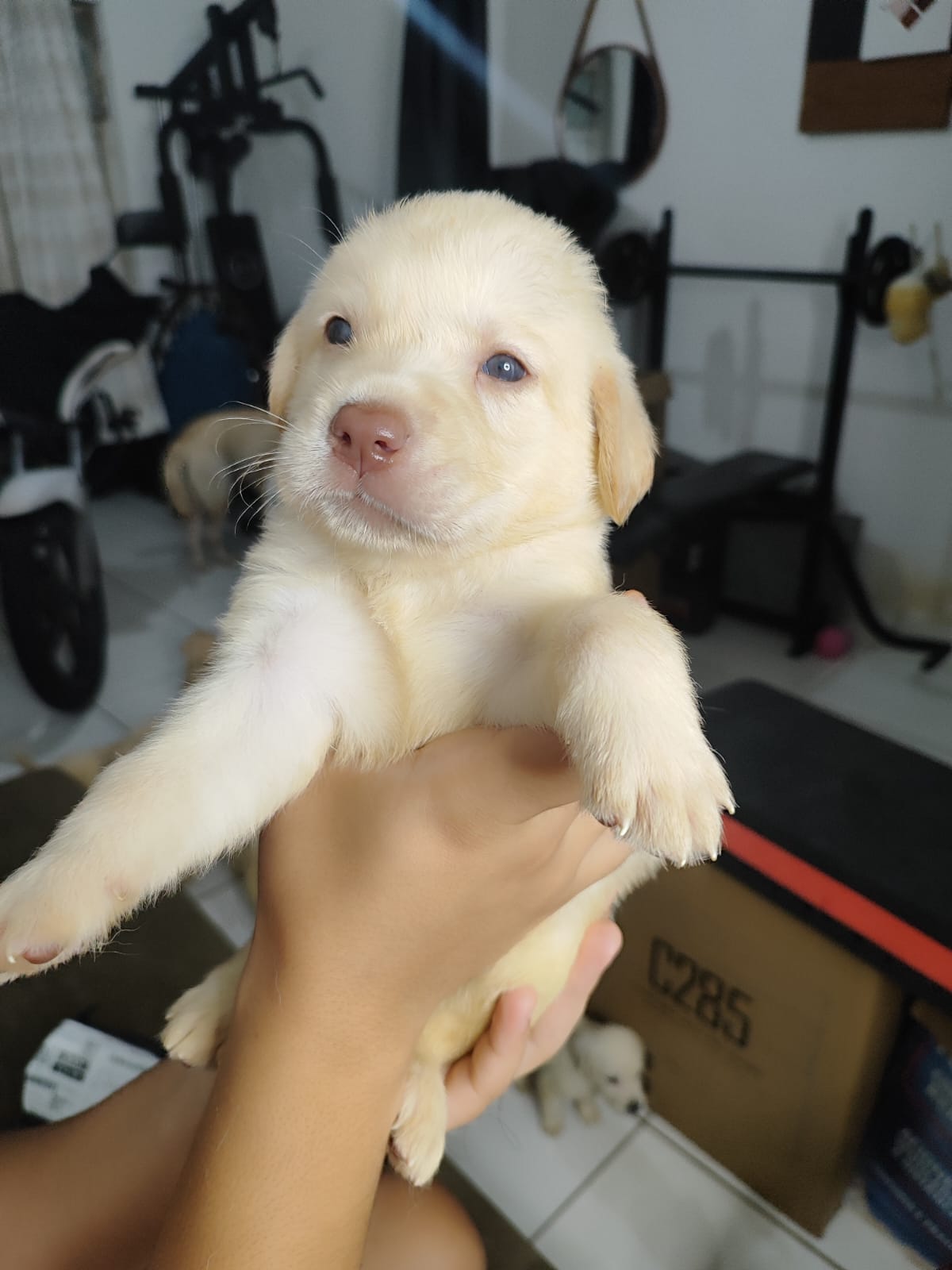 Portal Vendocão Vendo filhotes de labadores Retriever  Maceió