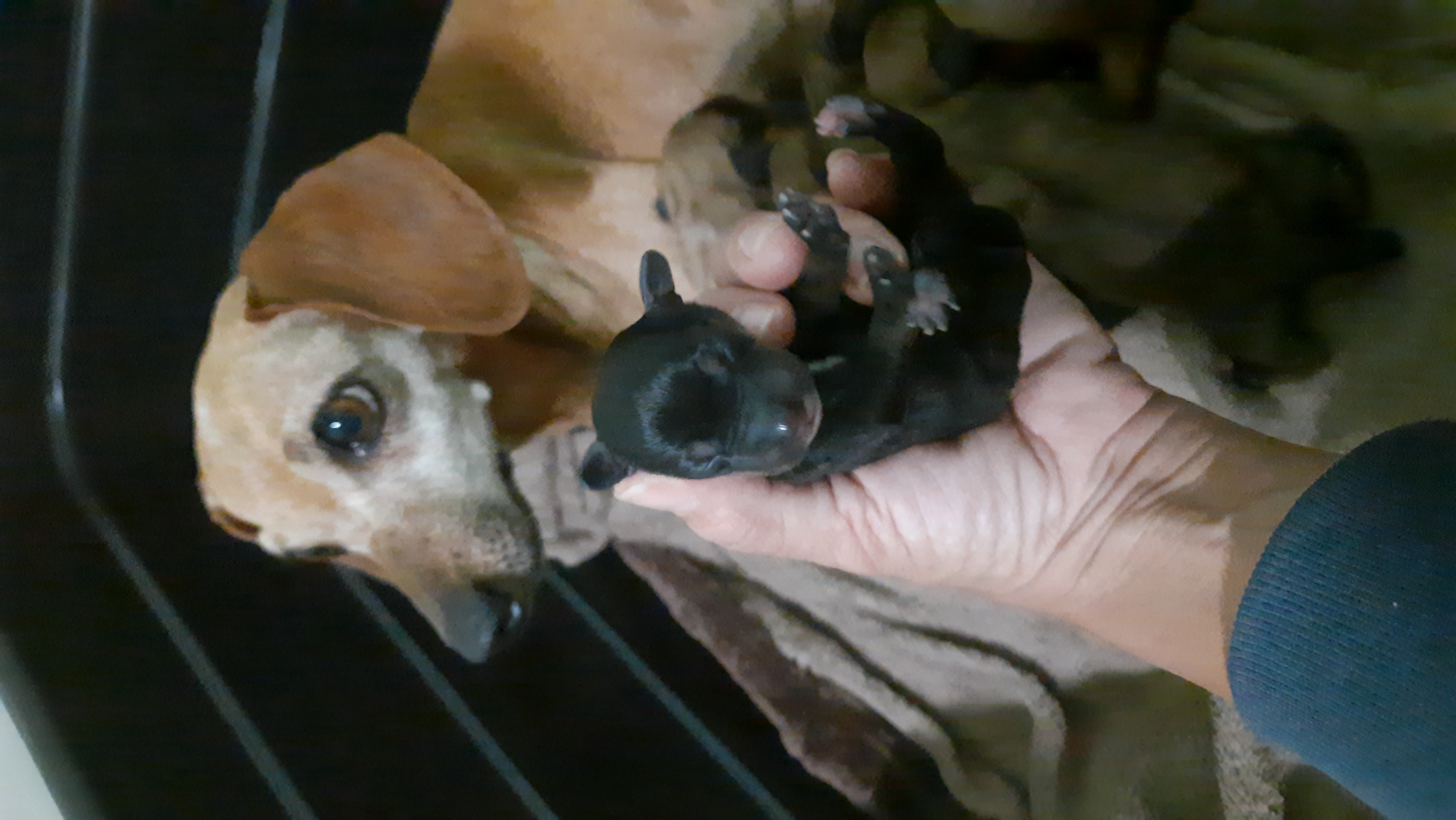 Portal Vendocão Filhotes de Basset Dachshund  Pará de Minas 