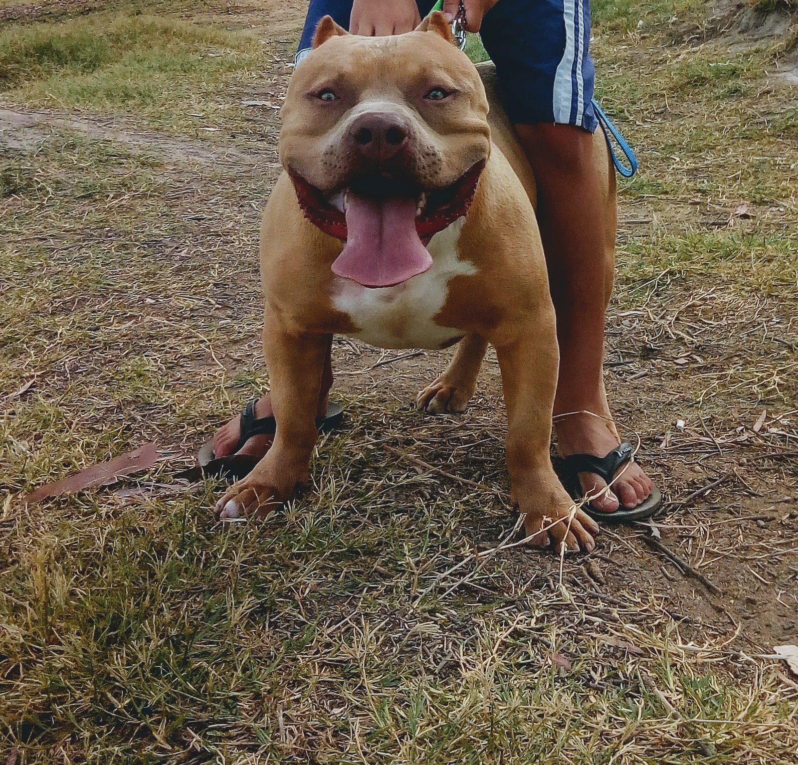 Pitbull - Foto 2