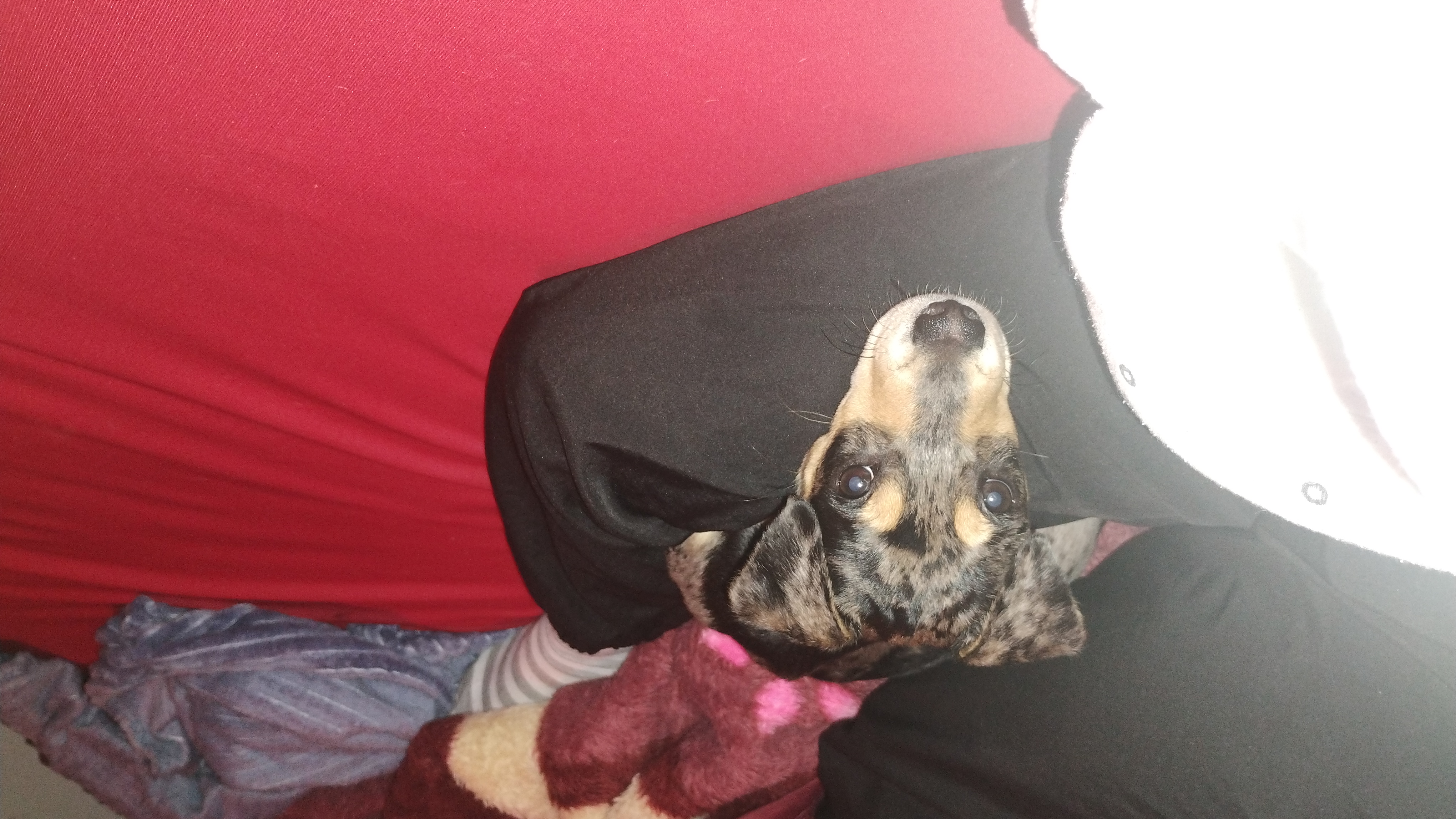 Portal Vendocão Vendo filhote Ivoti