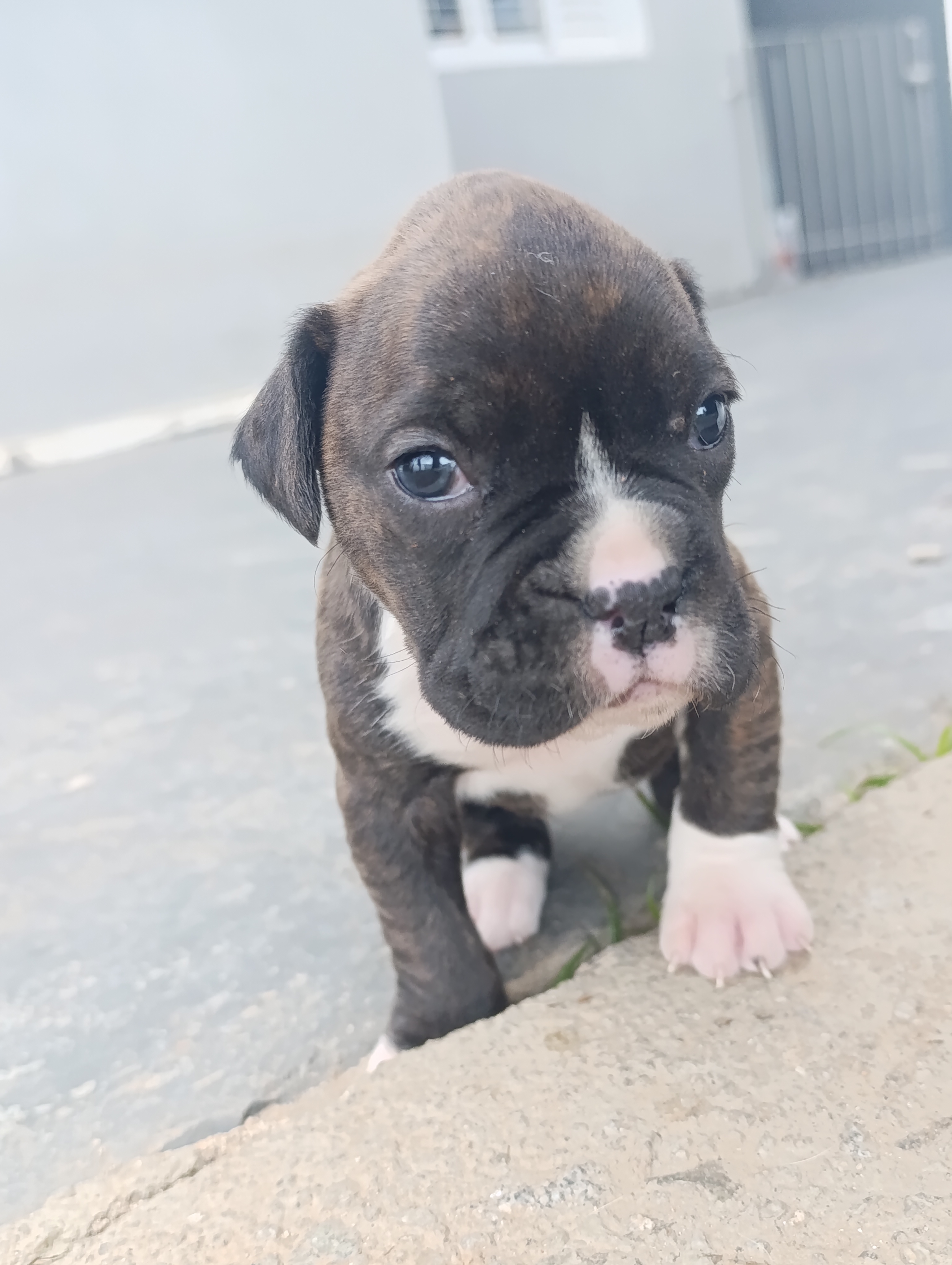 Filhote Boxer - Foto 4