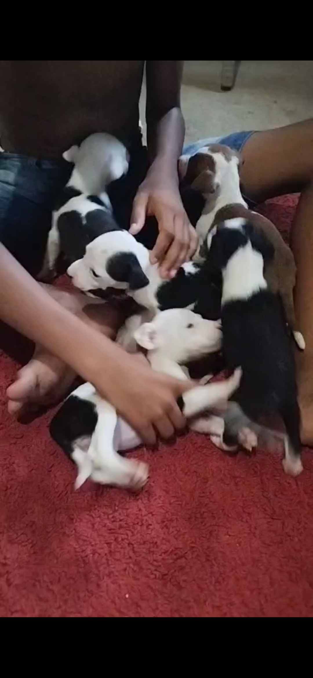 Portal Vendocão Vendo Filhote de pitbull  Maceió 