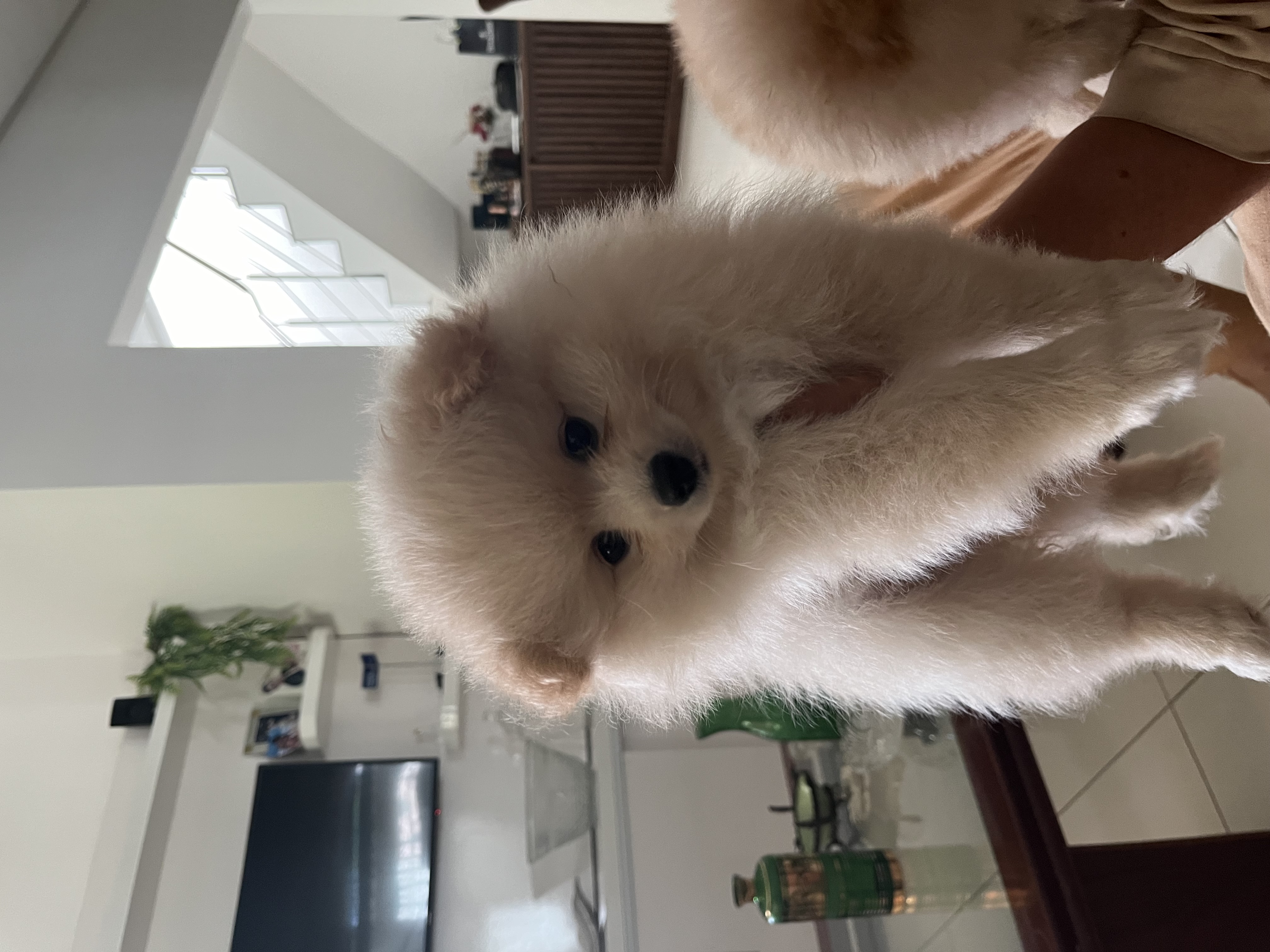 Portal Vendocão Filho Spitz Alemão Manaus 