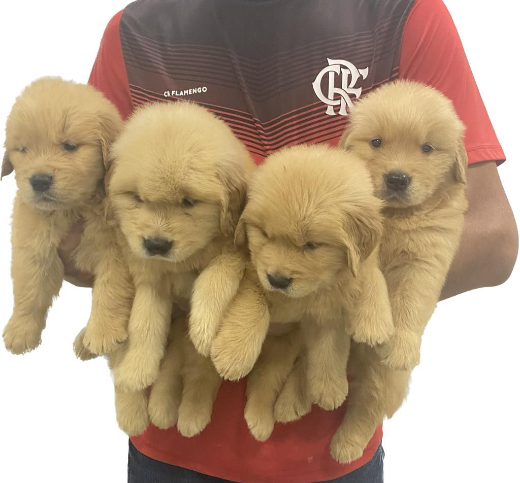 Portal Vendocão Filhotes de Golden retriever a venda macho e fêmea com pedigree, microchipados, vermifugados com vermífugo e vacinas internacionais. Rio de Janeiro 